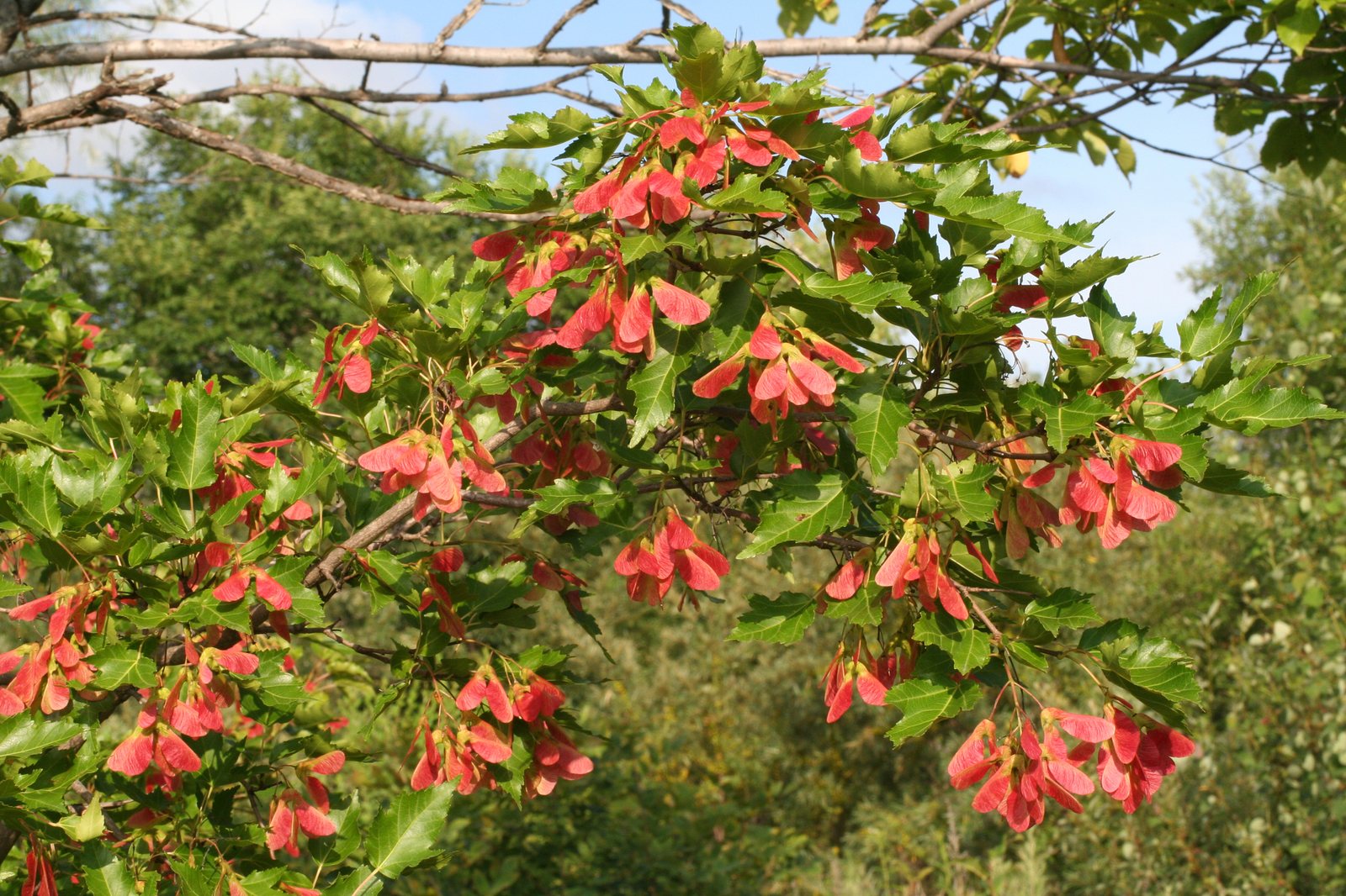 Amur maple