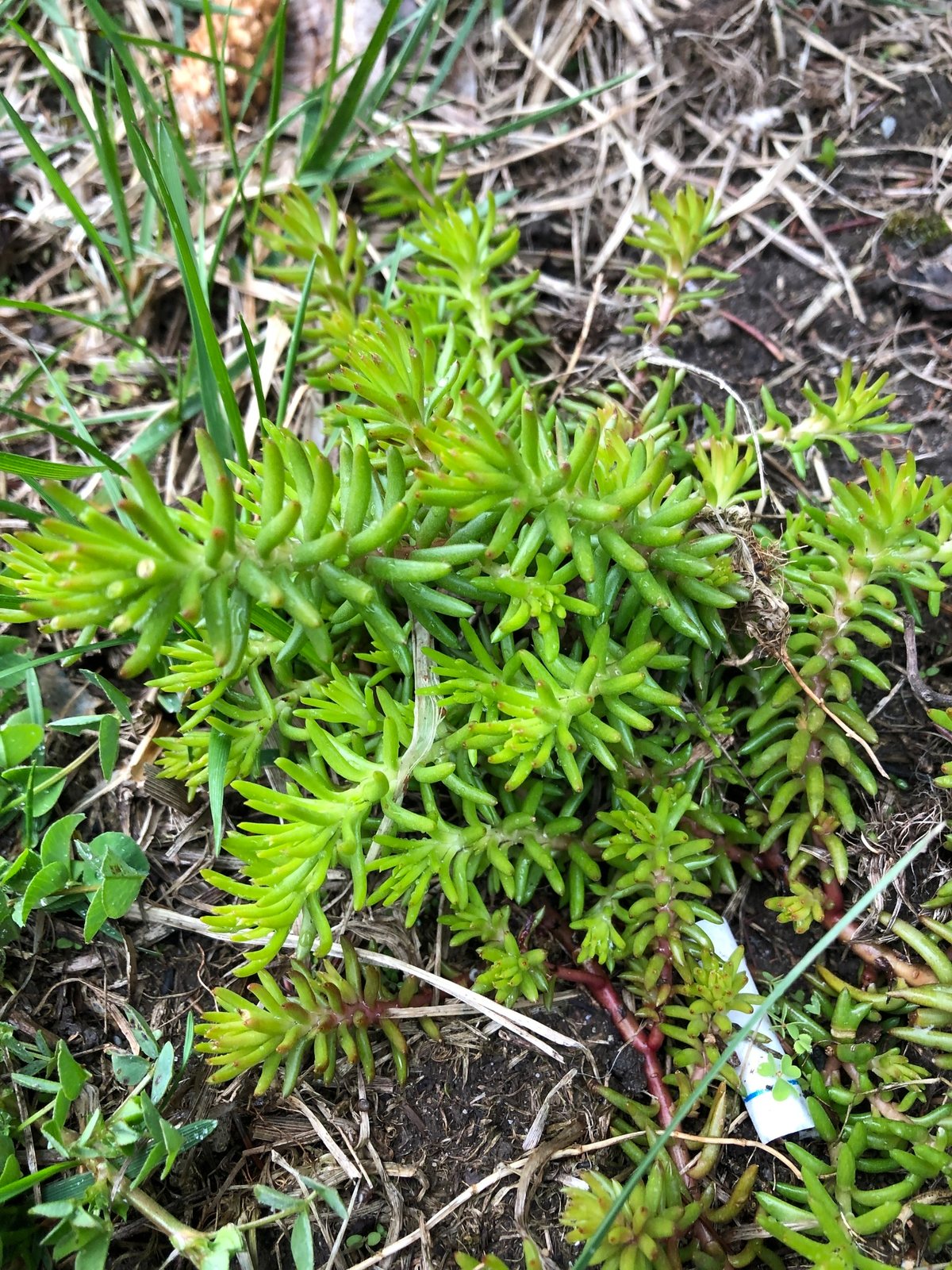 Angelina stonecrop