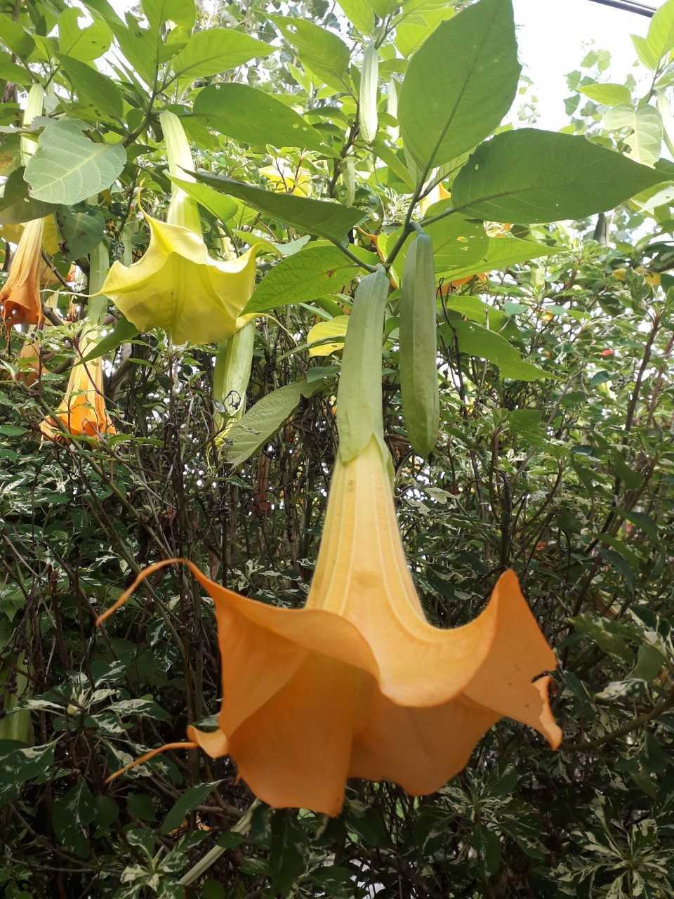 Angel's trumpet