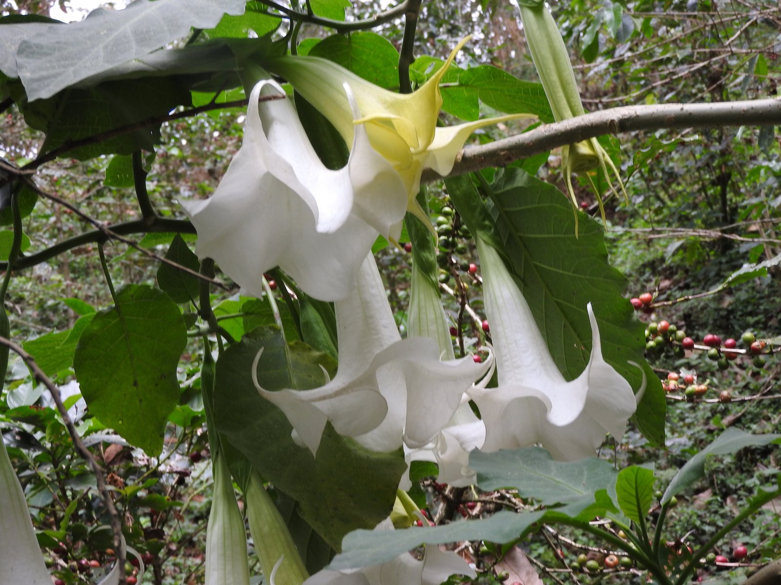 Angel's trumpet