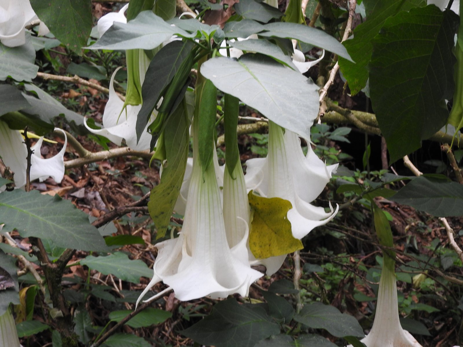 Angel's trumpet