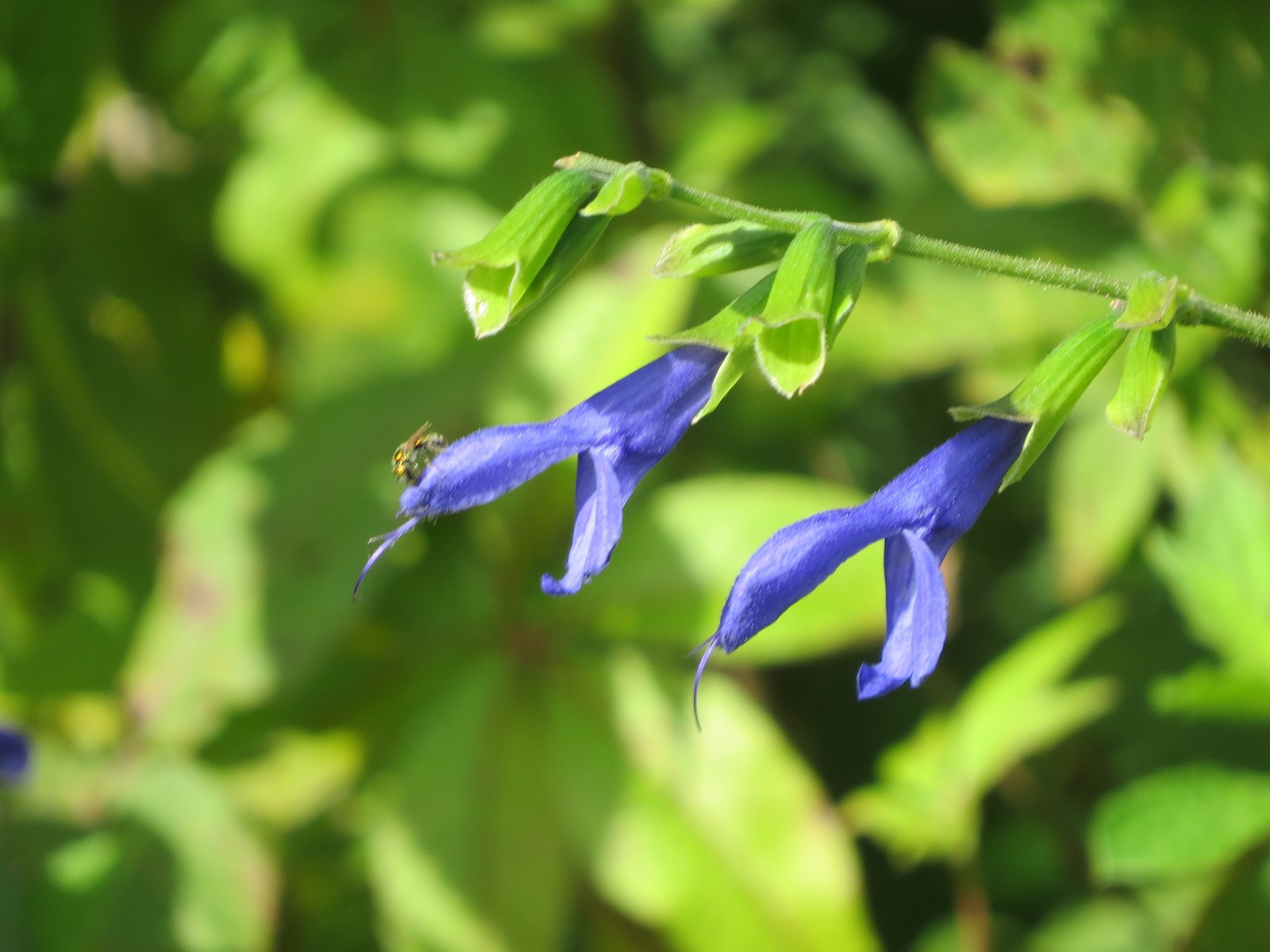 Anise-scented sage