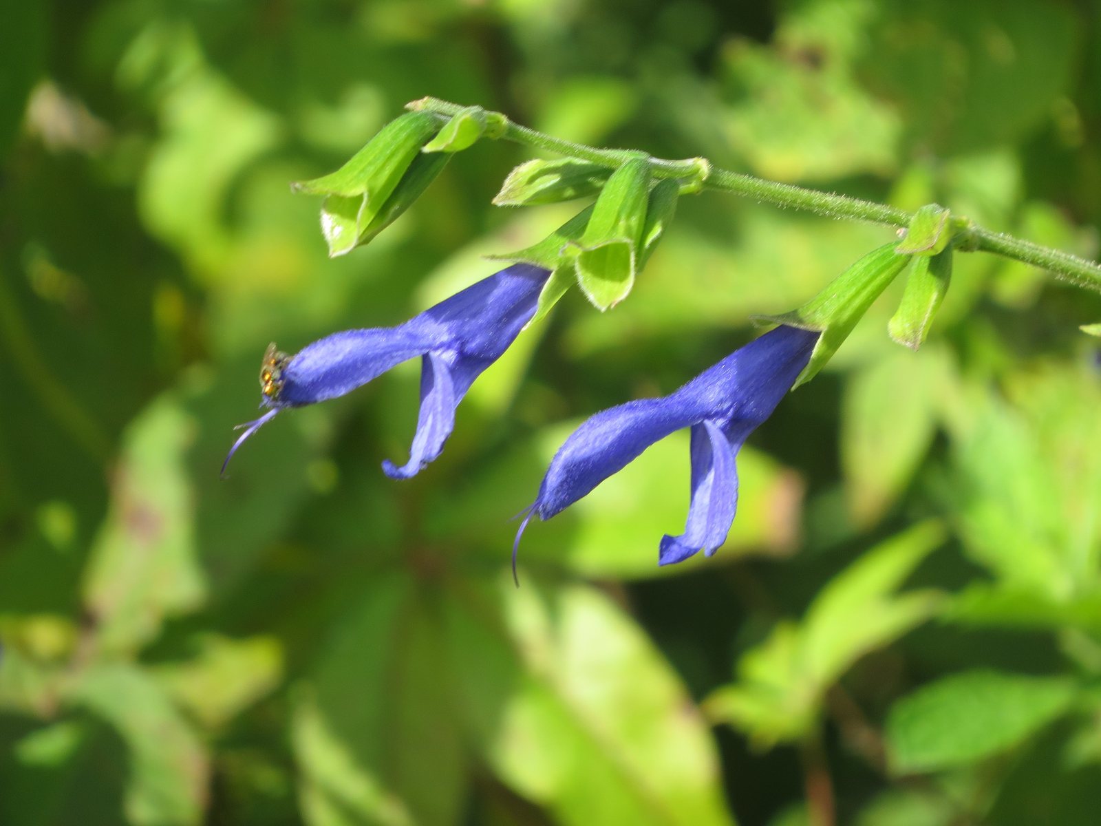 Anise-scented sage