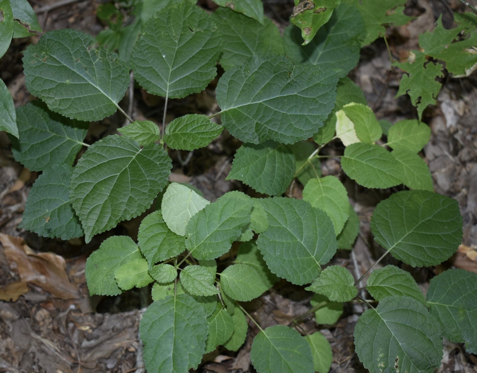 Annabelle hydrangea