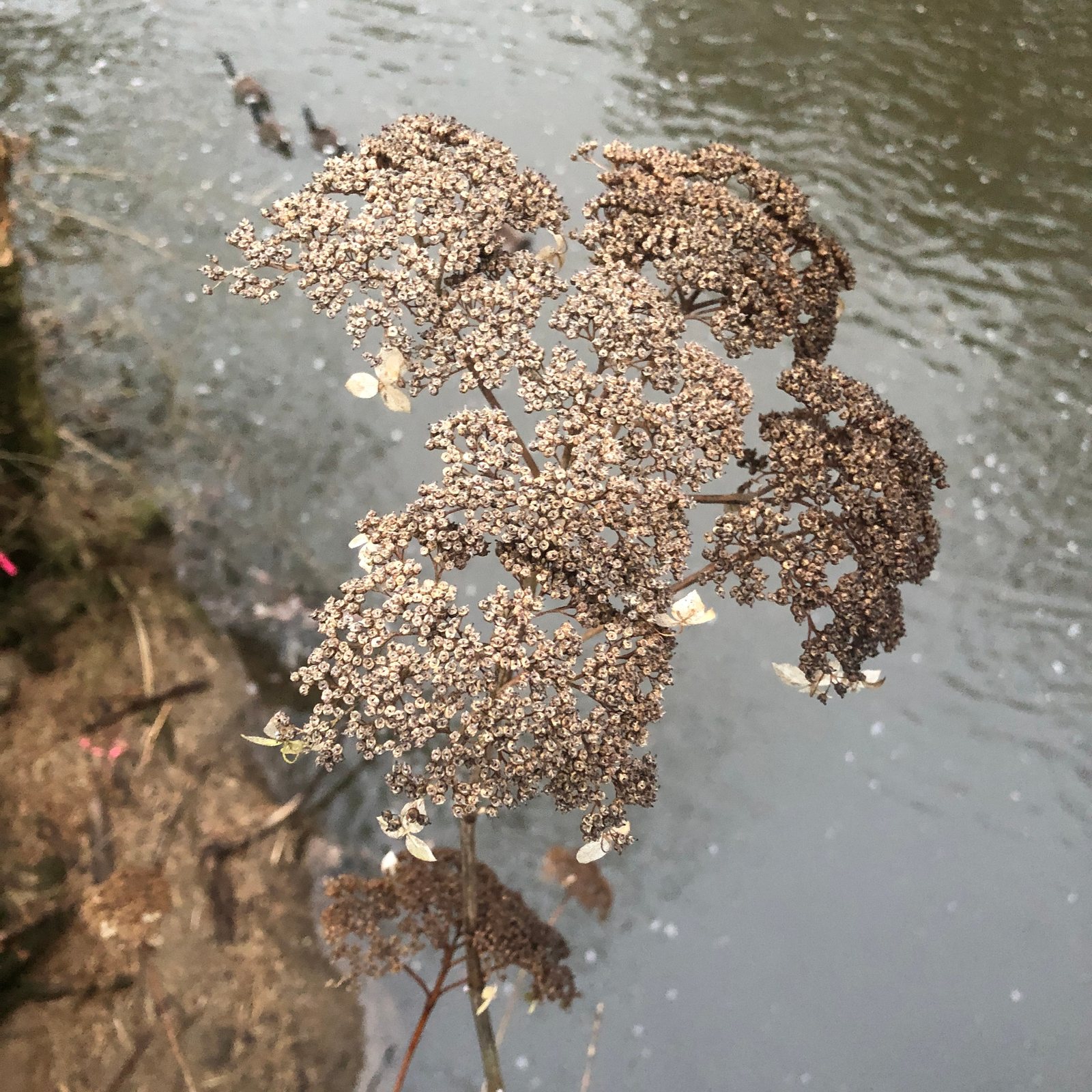 Annabelle hydrangea
