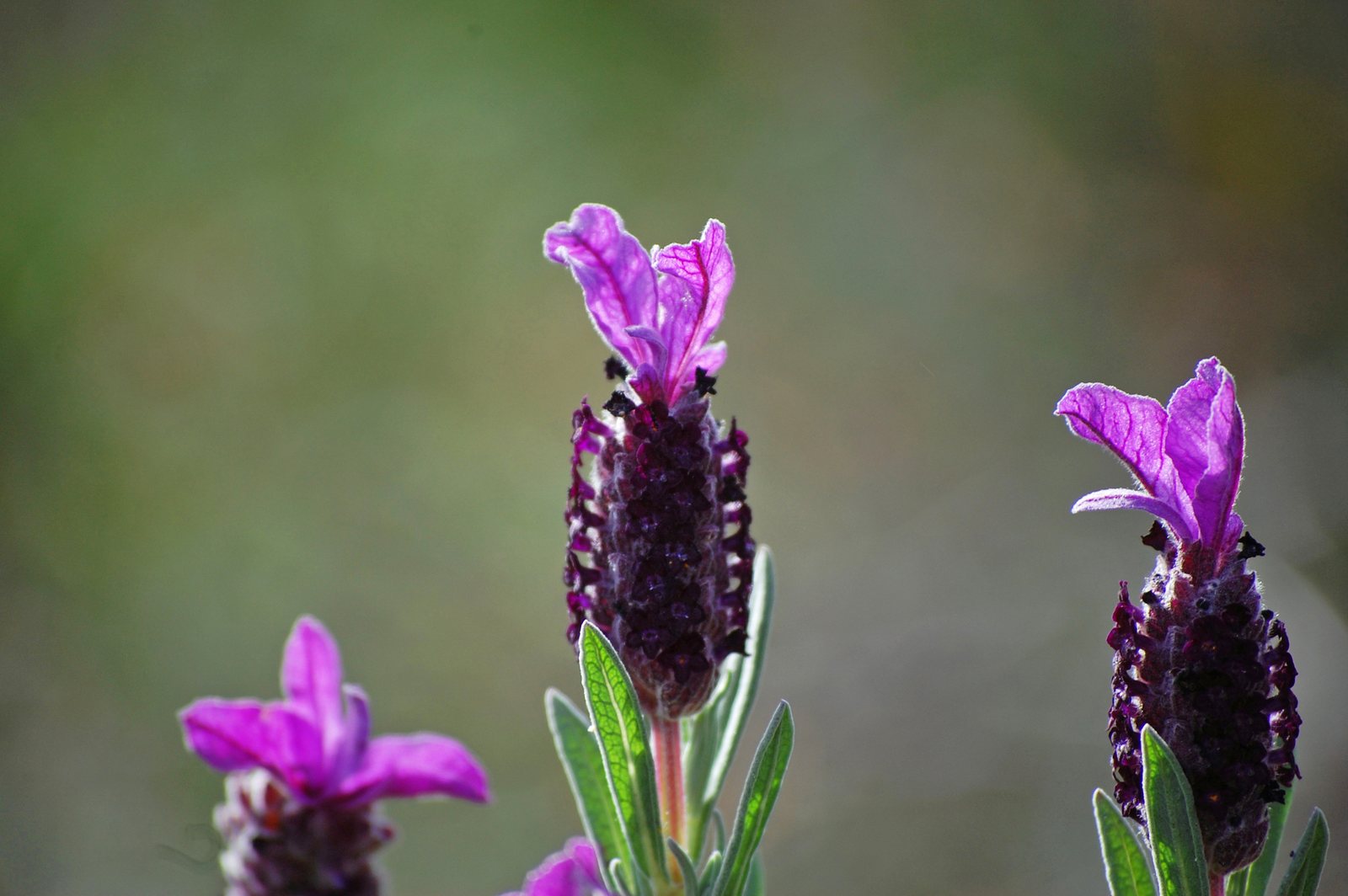 Anouk Spanish lavender