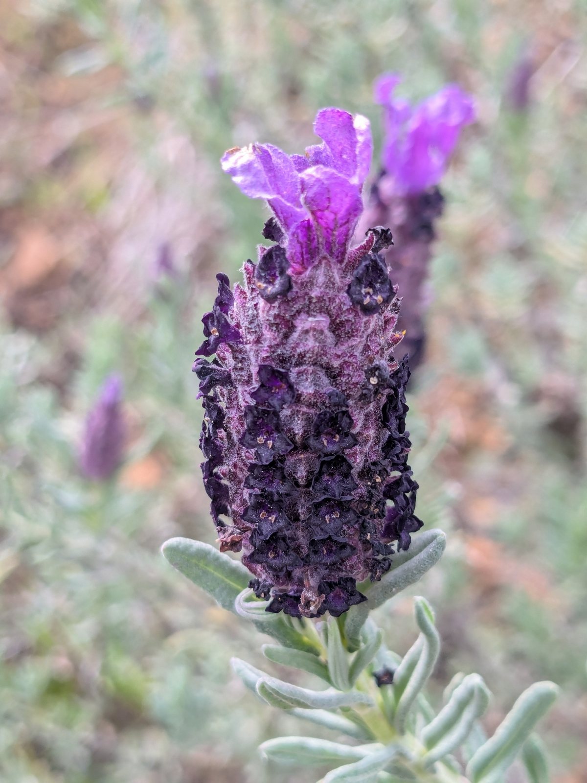 Anouk Spanish lavender
