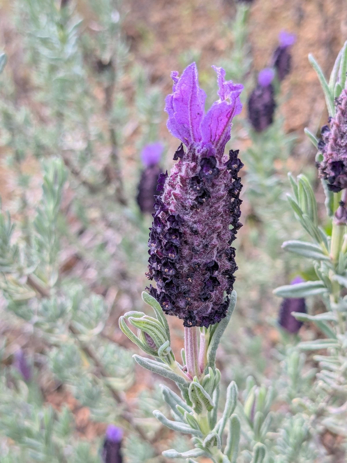 Anouk Spanish lavender