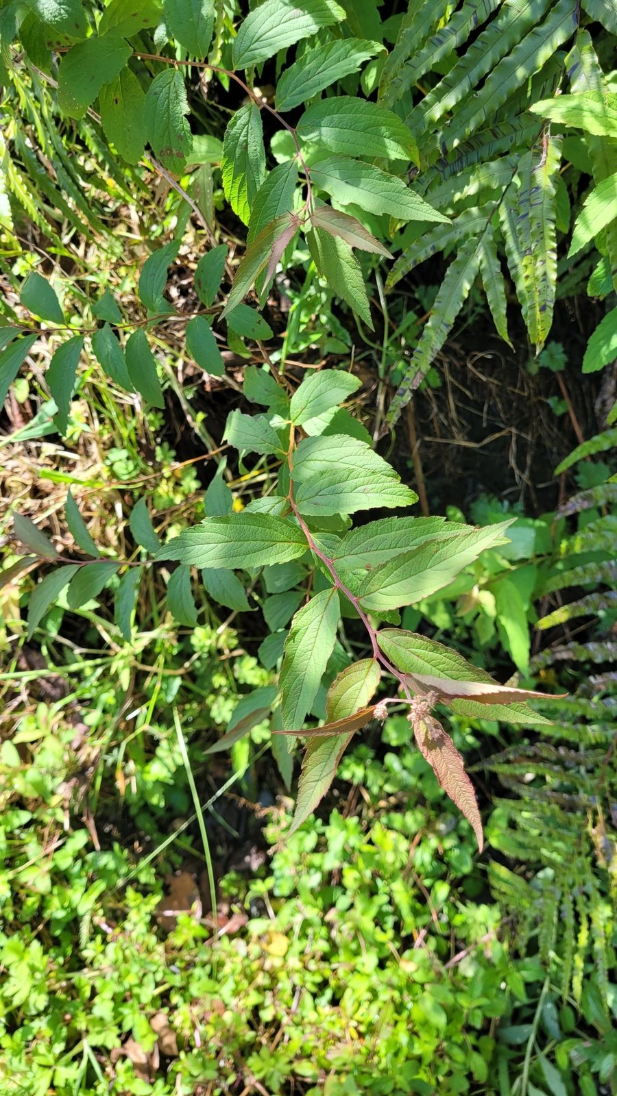 Anthony Waterer spirea