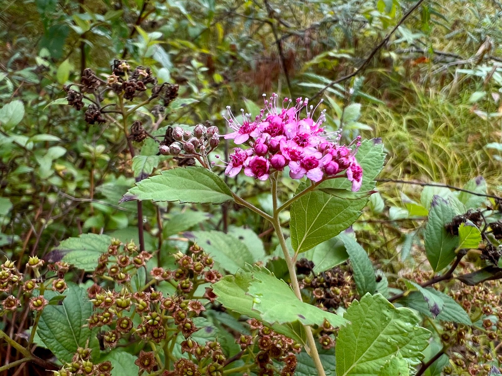 Anthony Waterer spirea