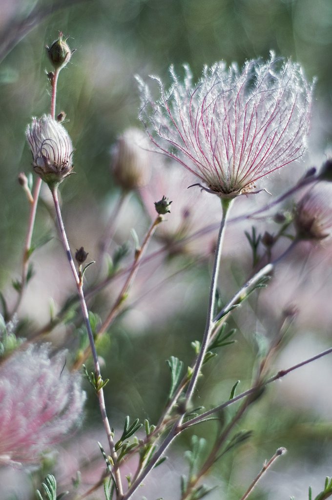 Apache plume