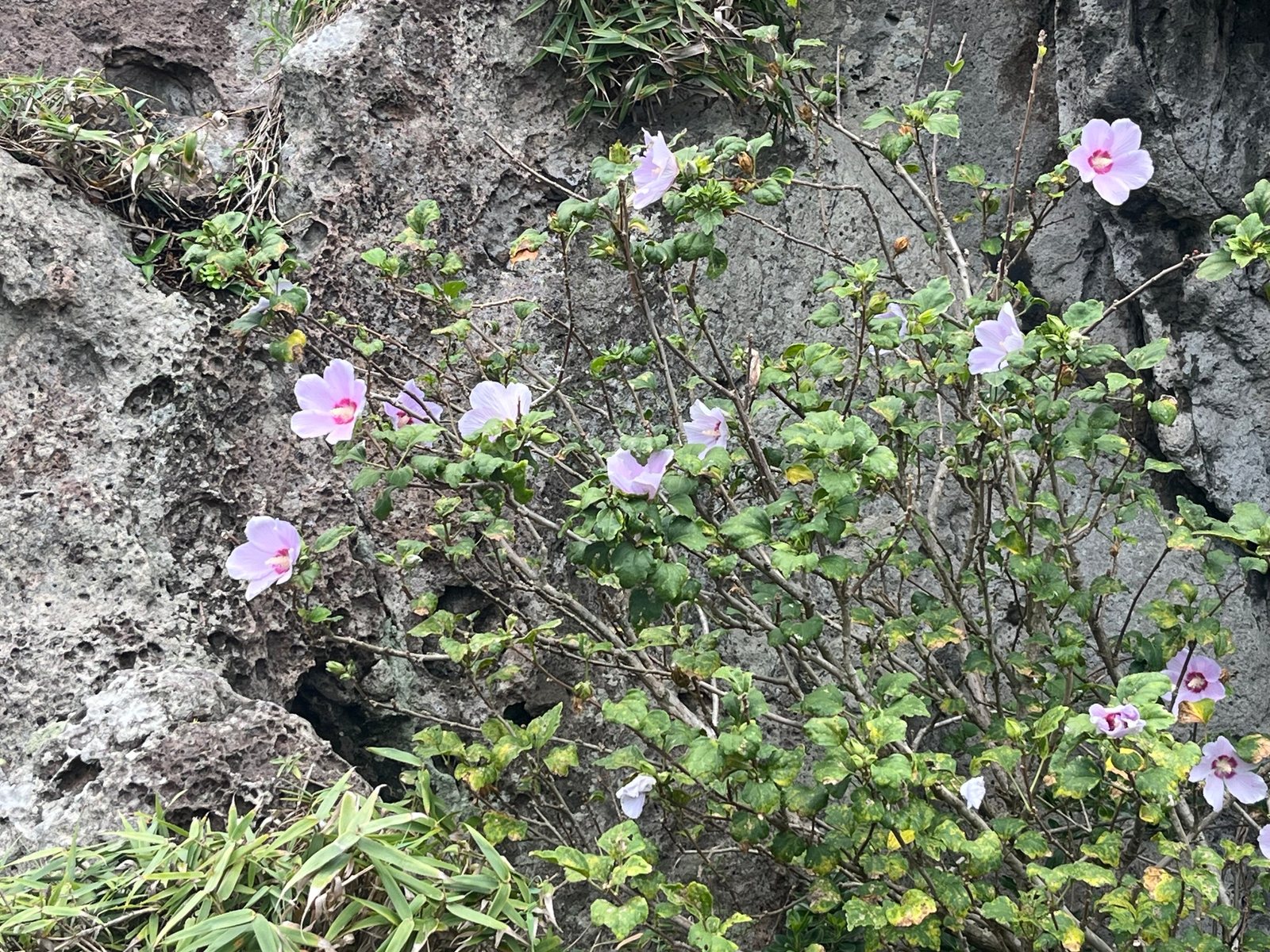 Aphrodite rose of Sharon
