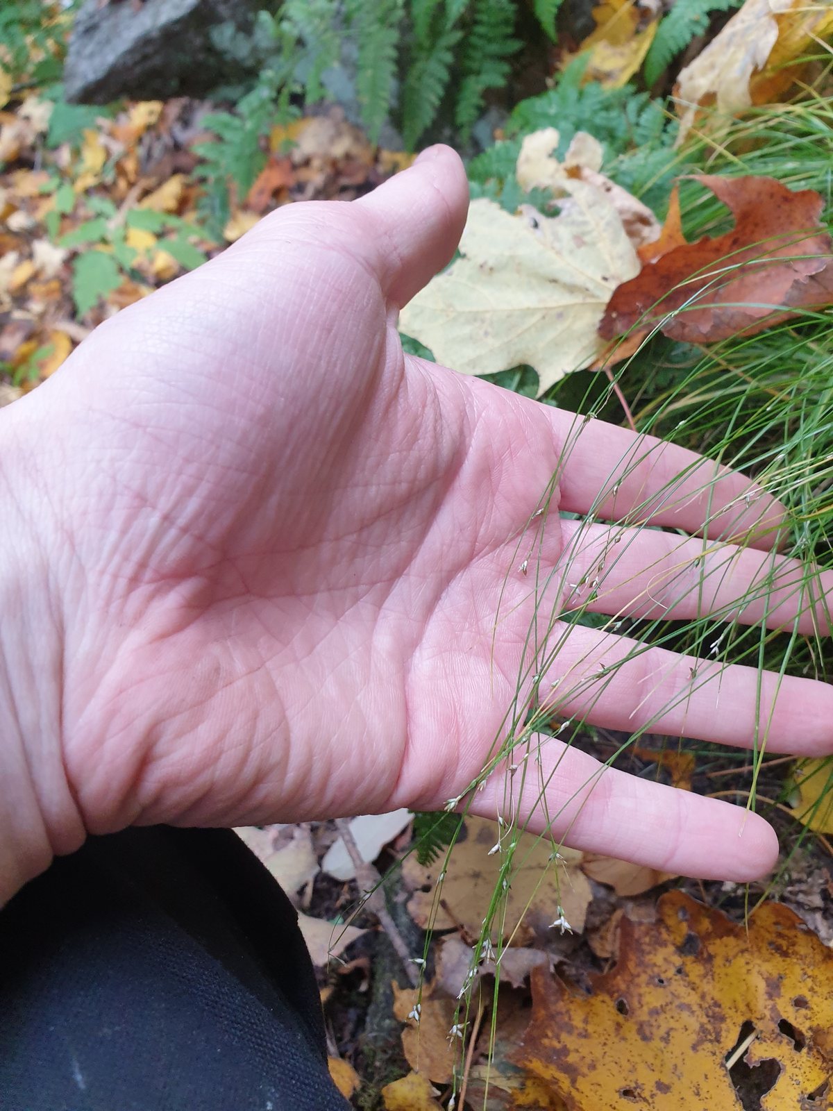 Appalachian sedge