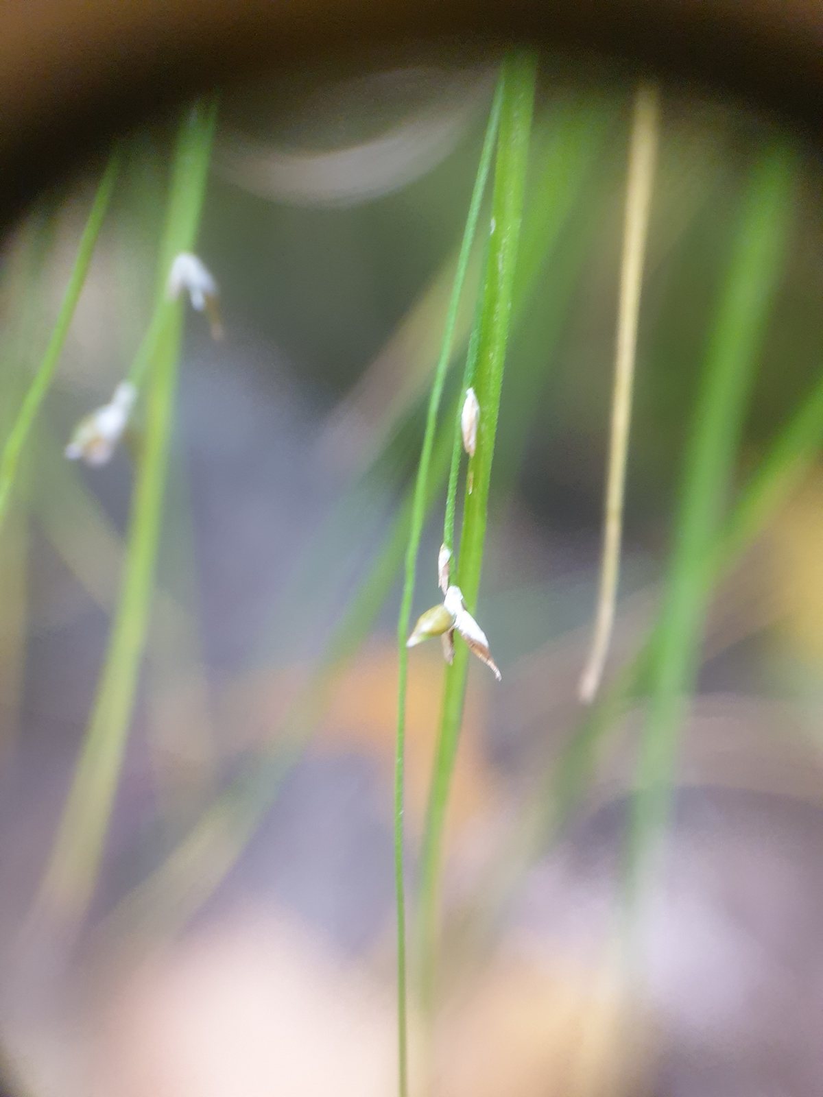 Appalachian sedge