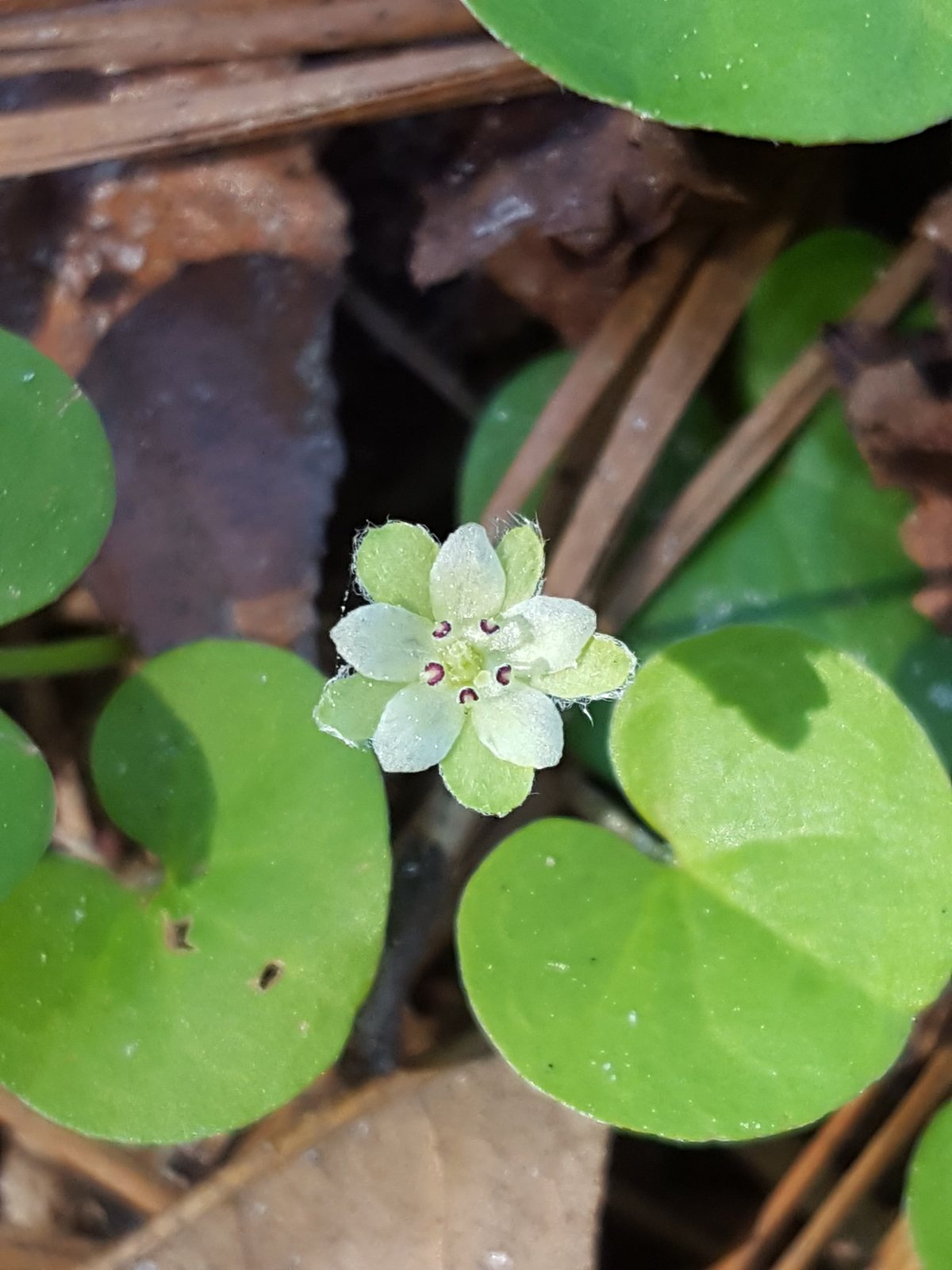 Apple Blossom escallonia
