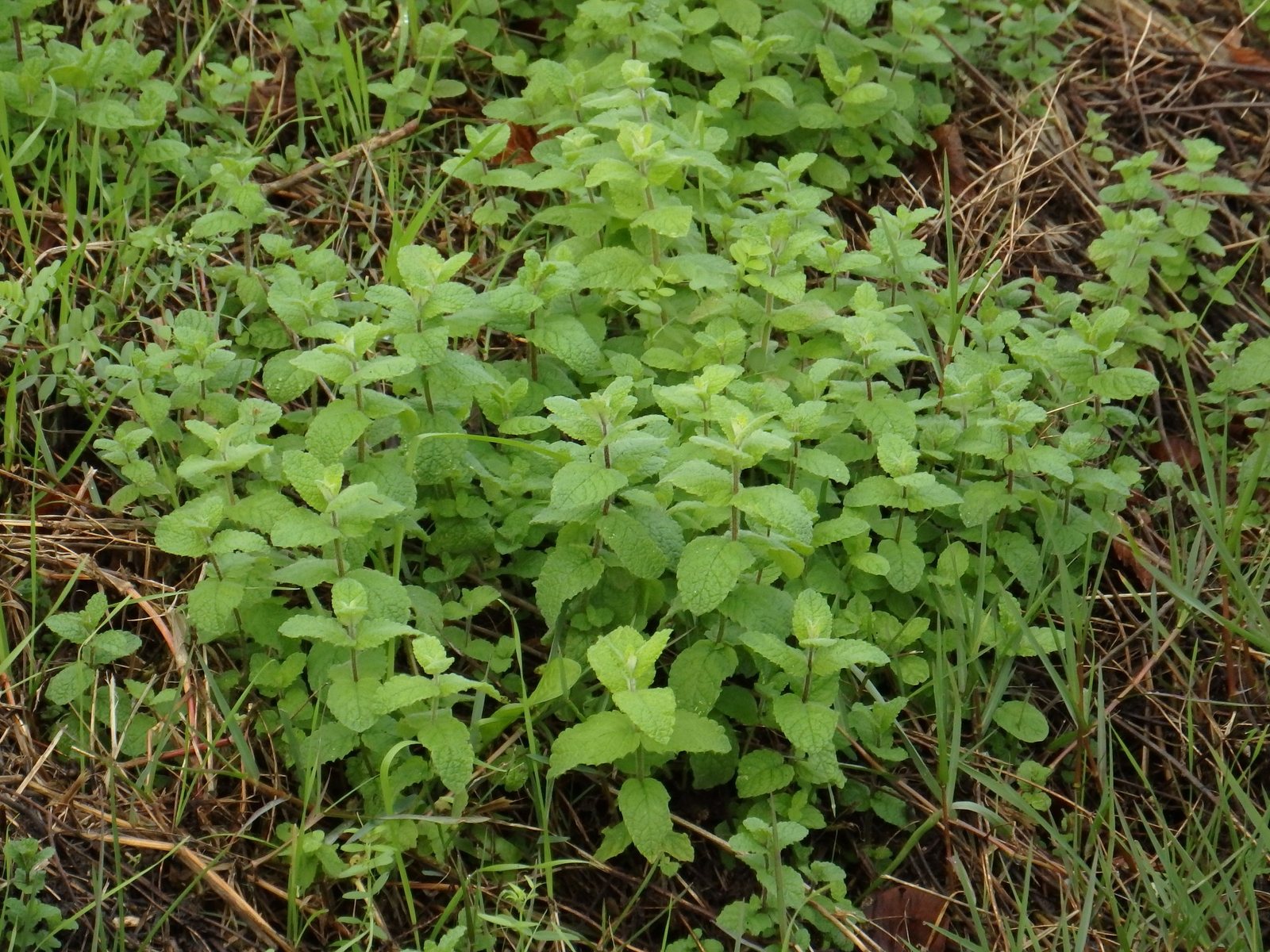 Apple mint