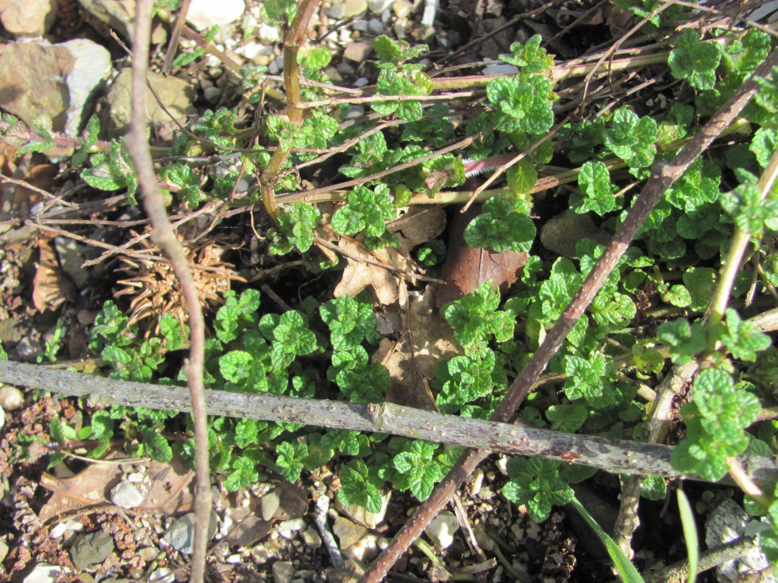Apple mint