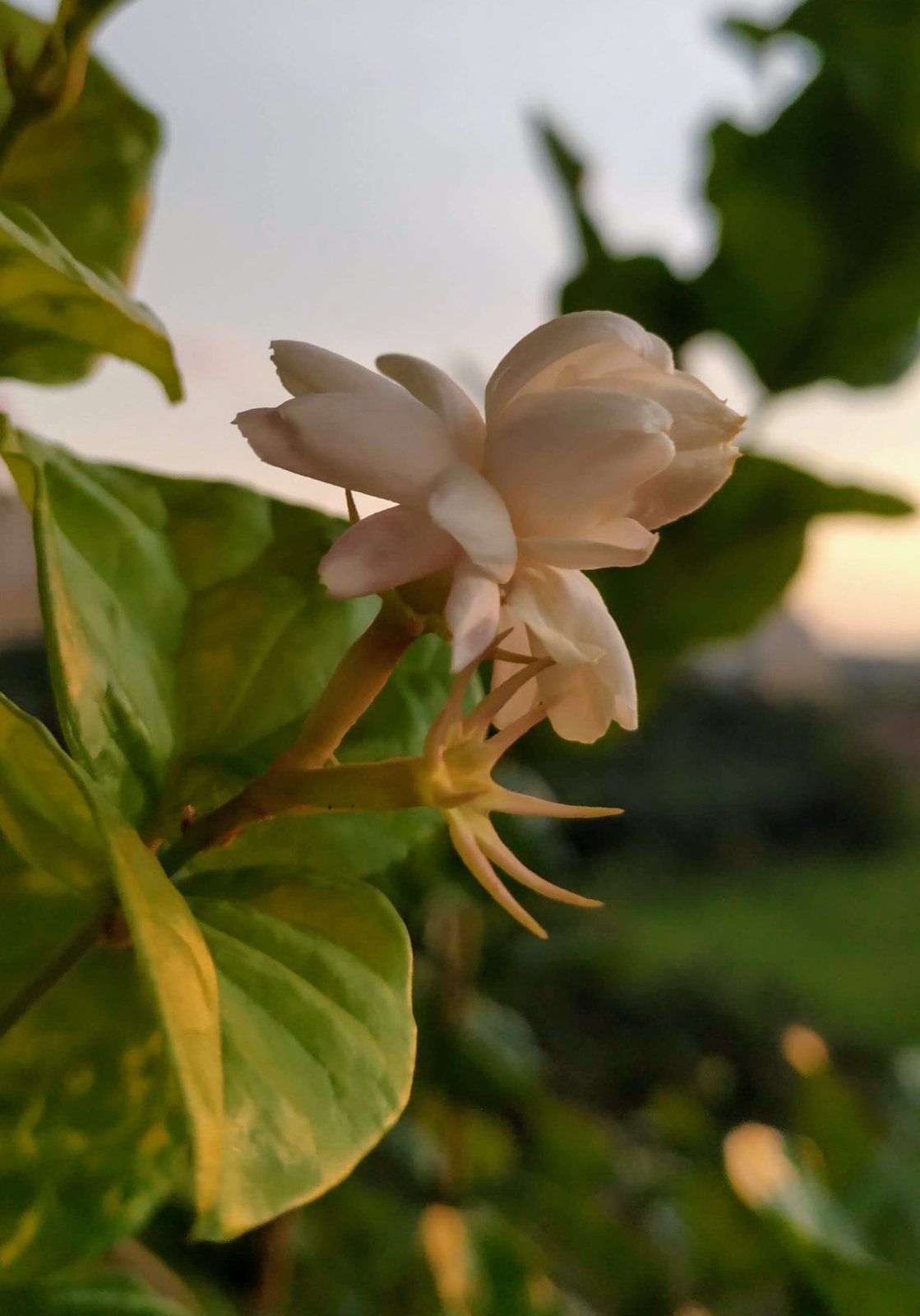 Arabian jasmine