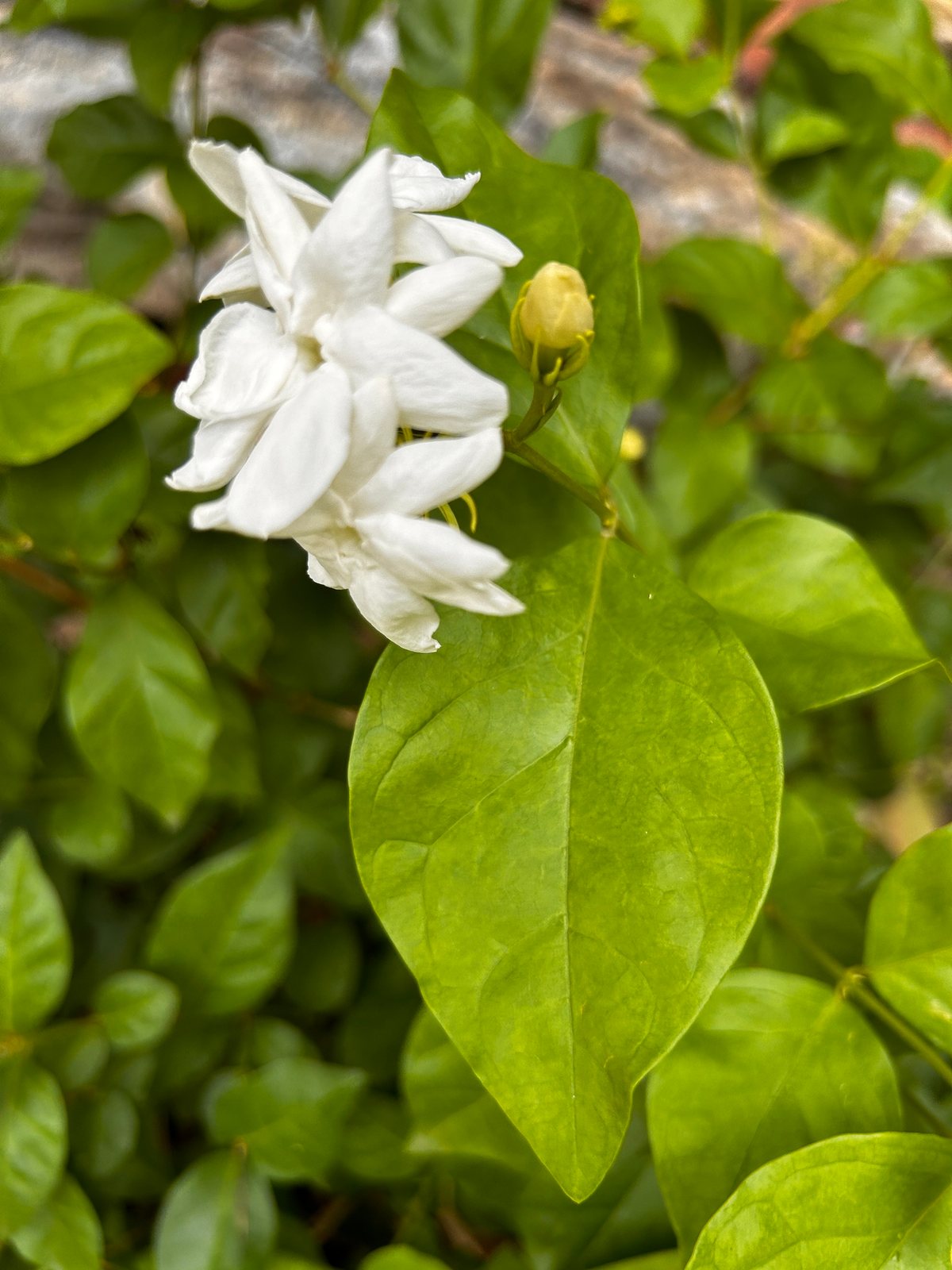 Arabian jasmine