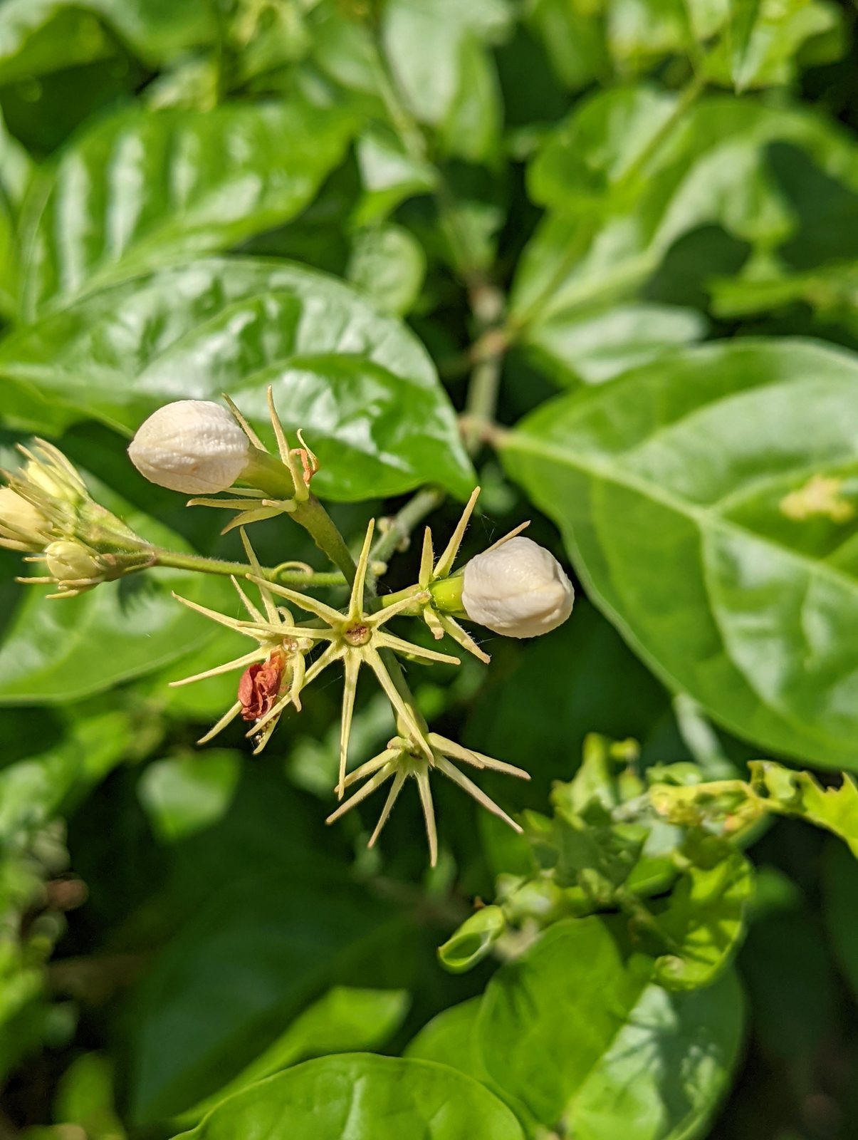 Arabian jasmine