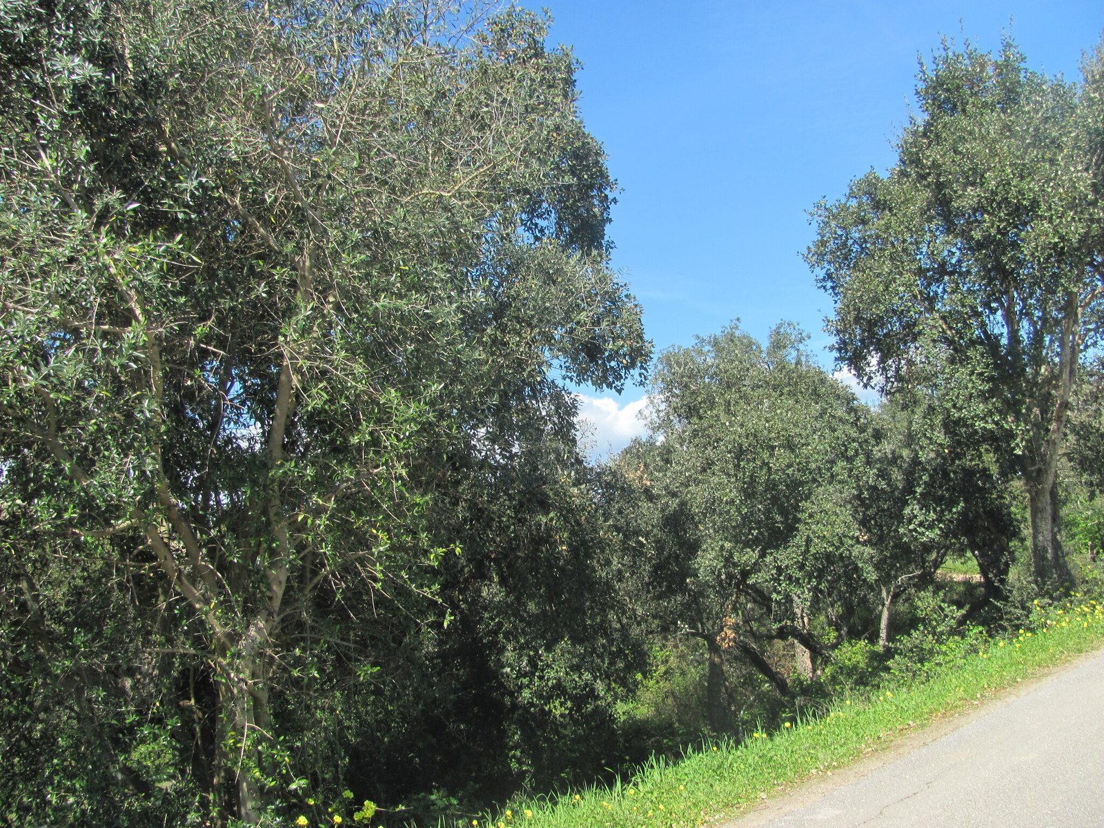 Arbequina olive