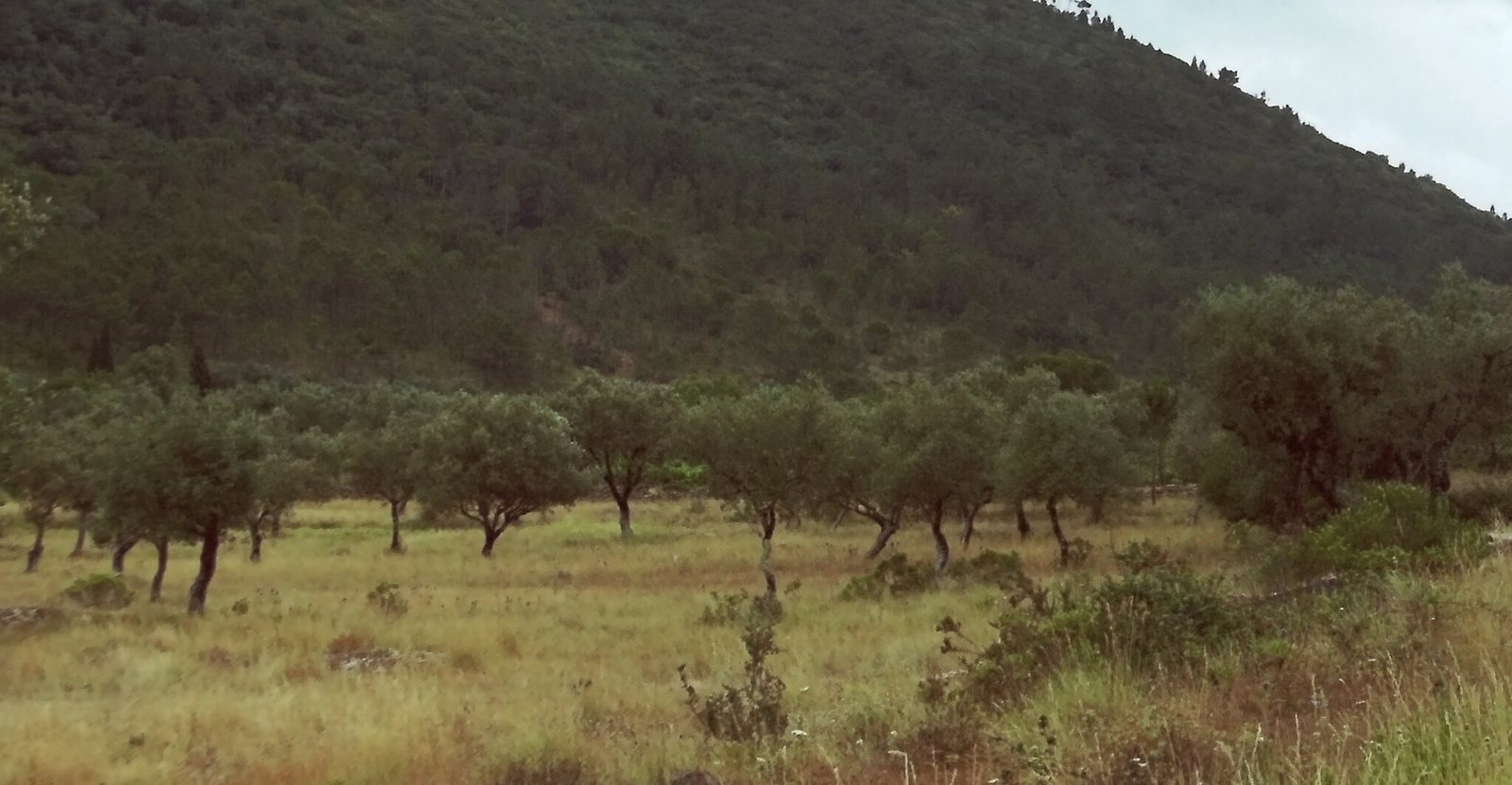 Arbequina olive