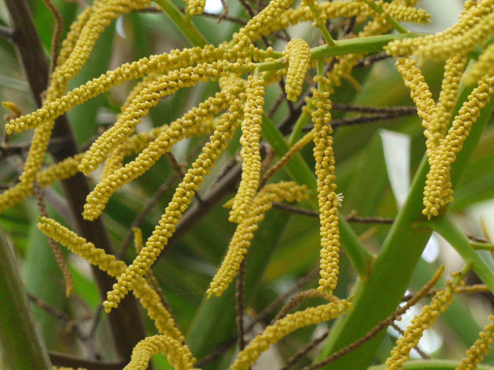 Areca palm