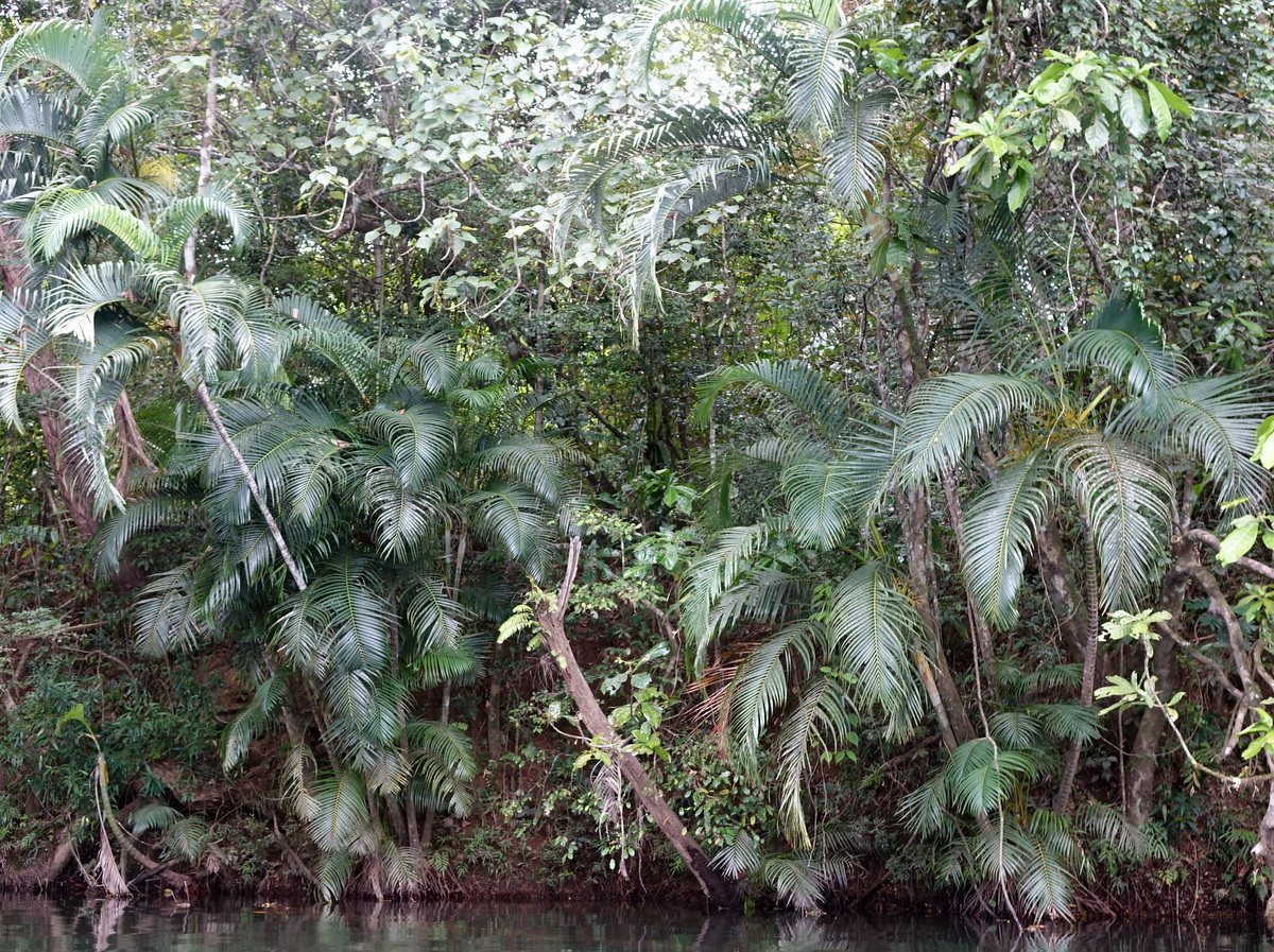 Areca palm