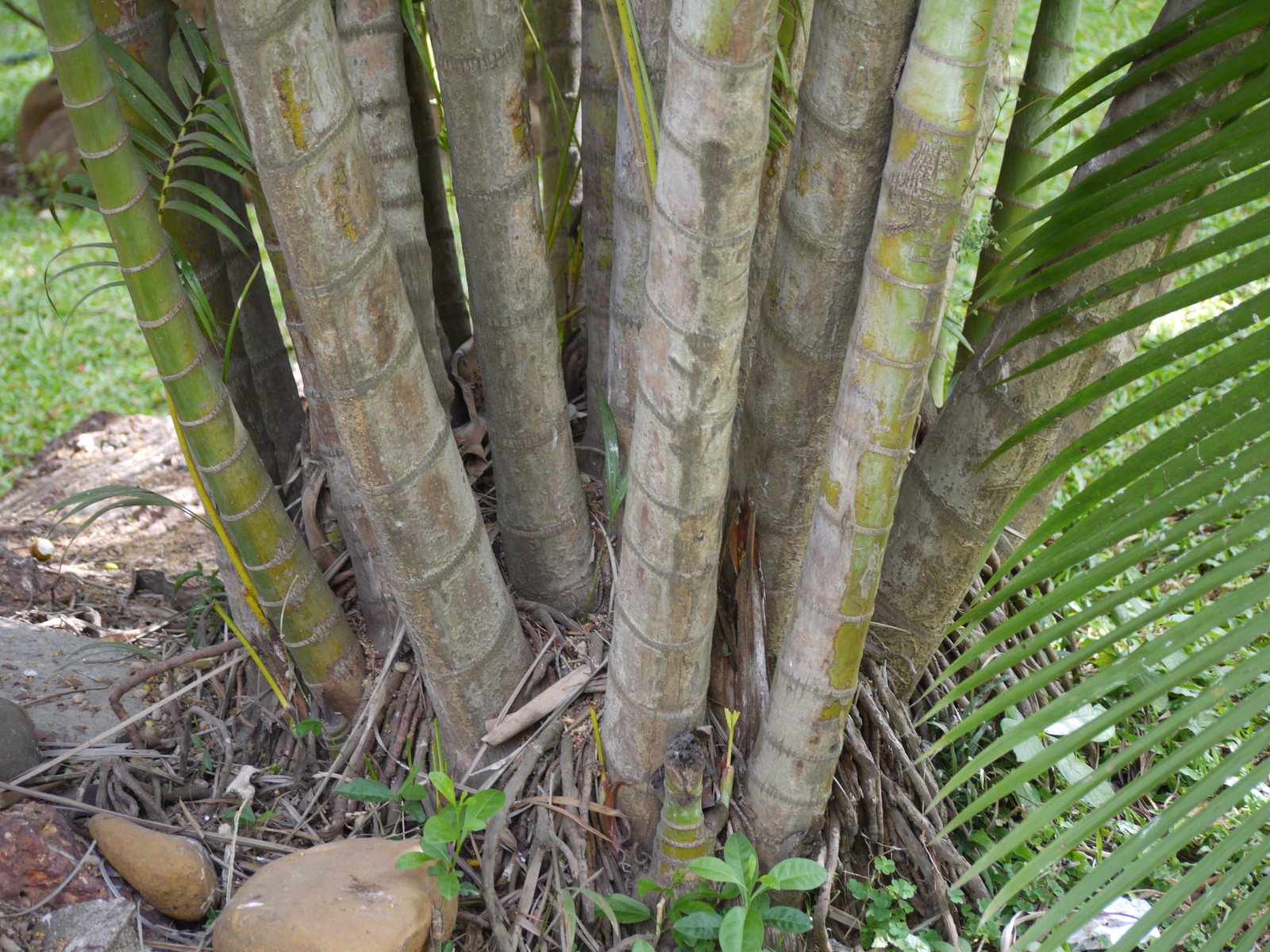 Areca palm