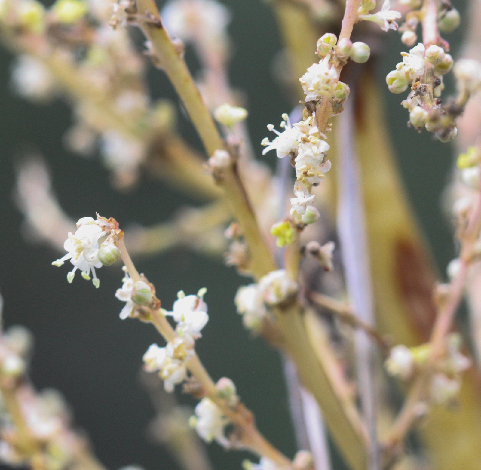 Arizona beargrass