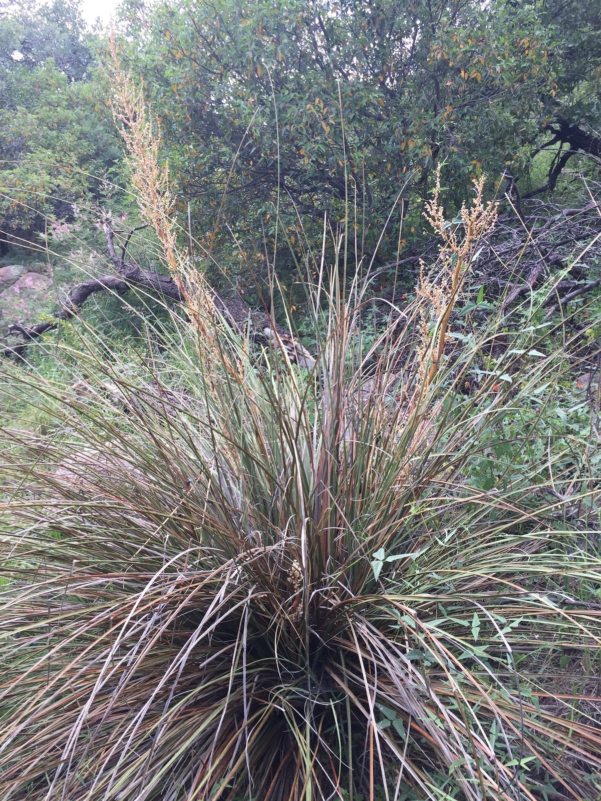 Arizona beargrass