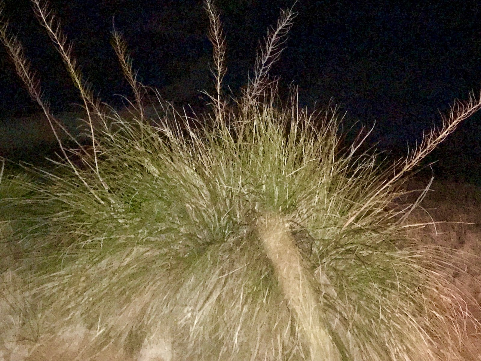 Arizona beargrass