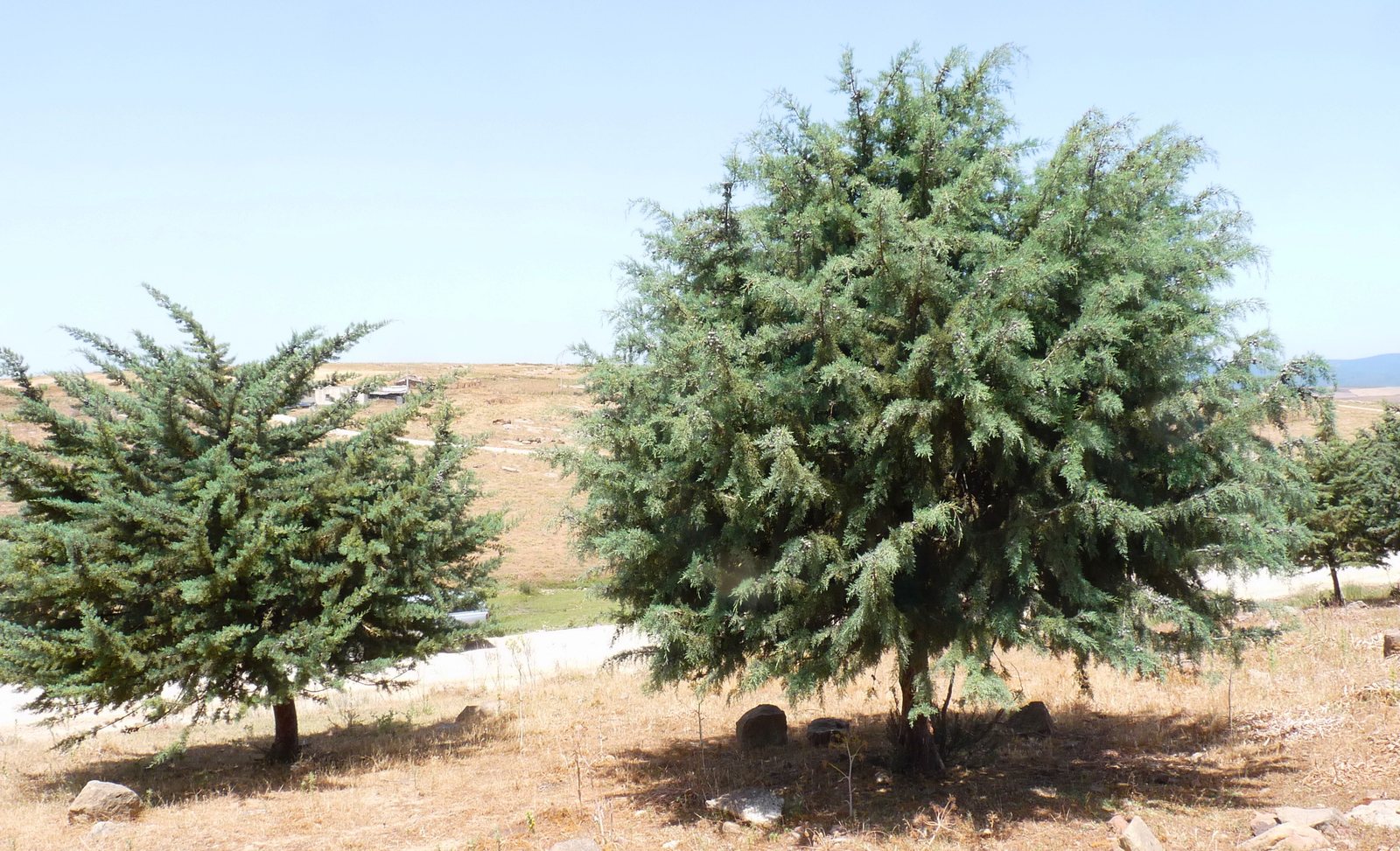 Arizona cypress
