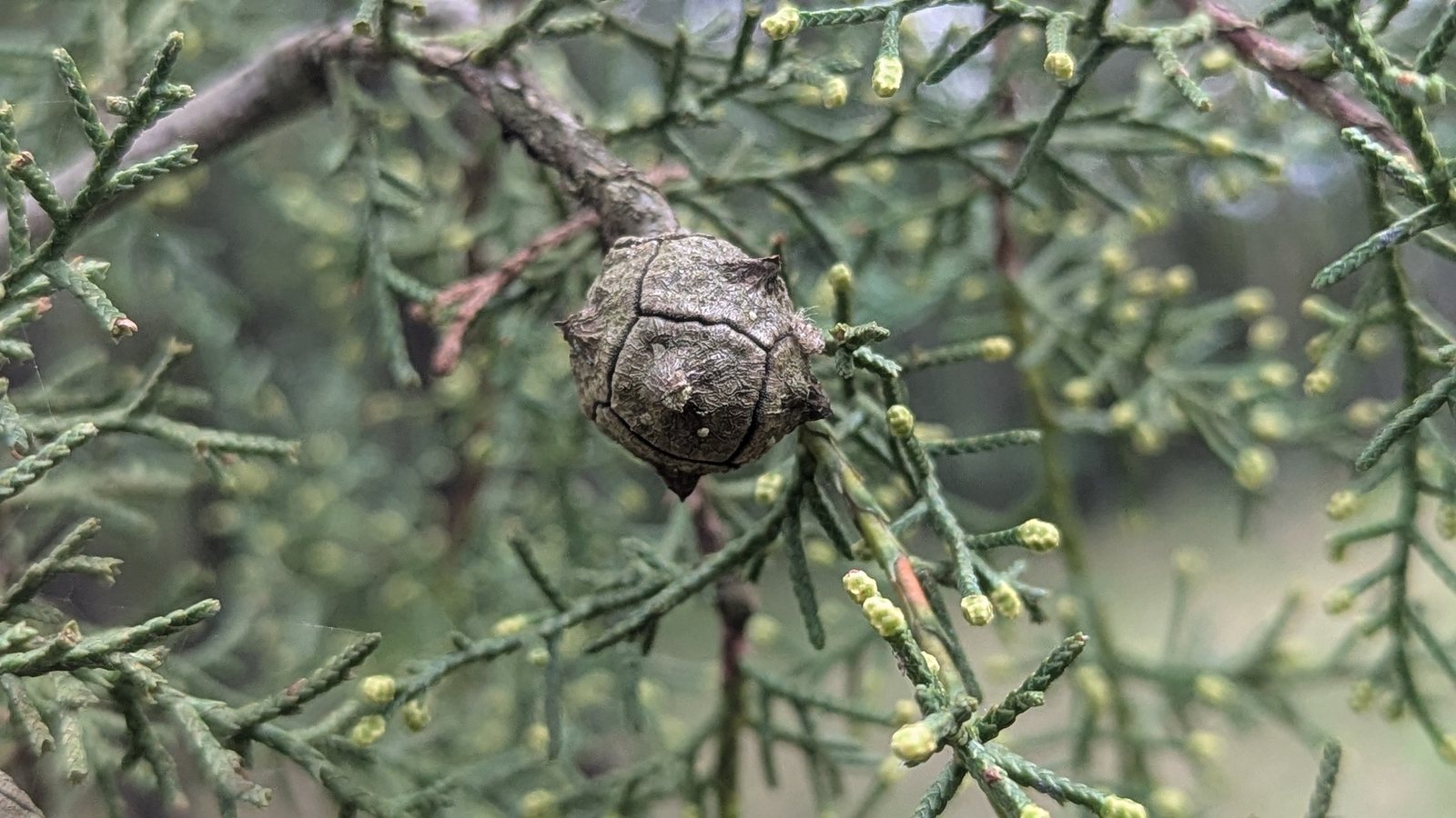 Arizona cypress