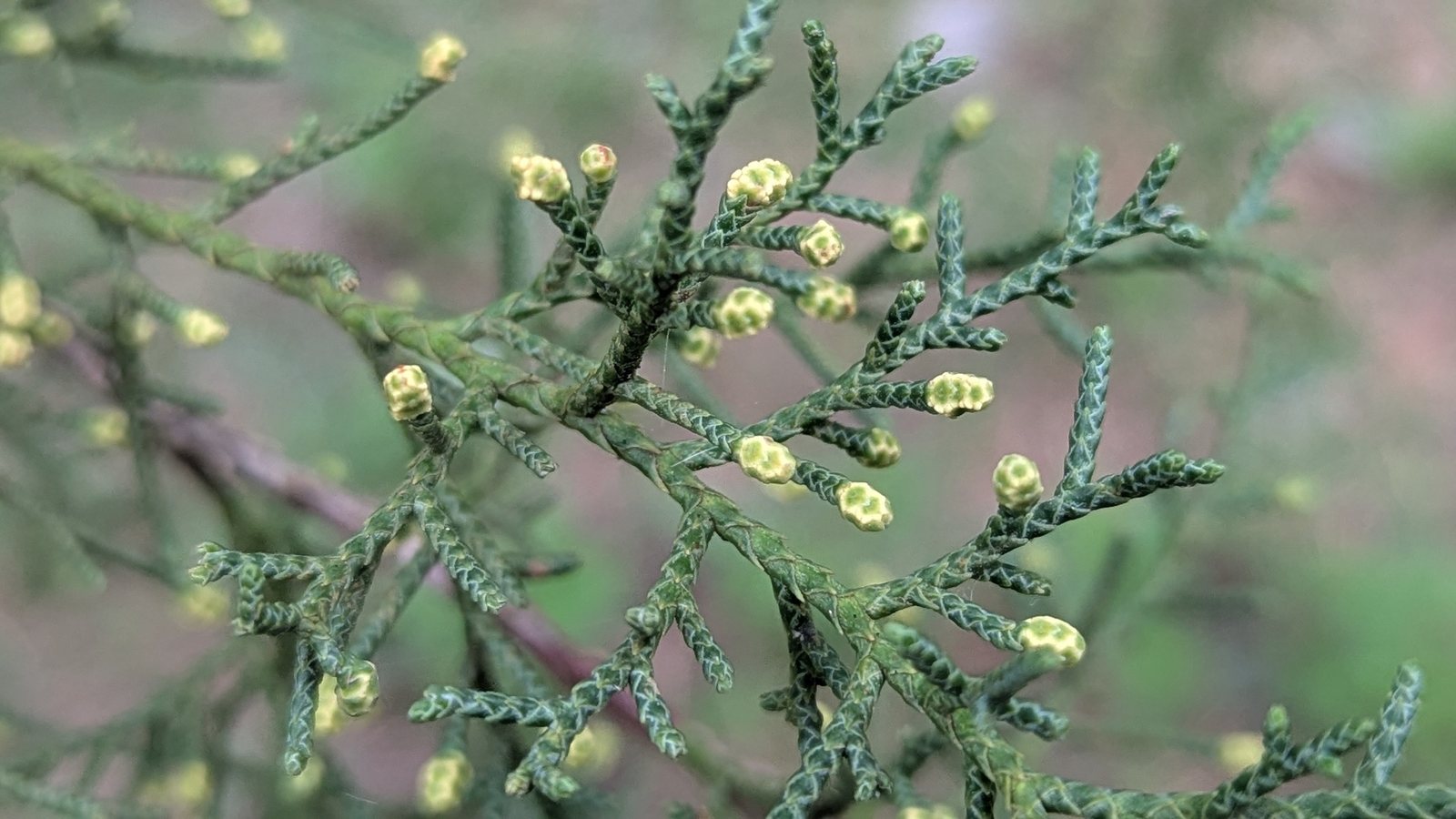 Arizona cypress