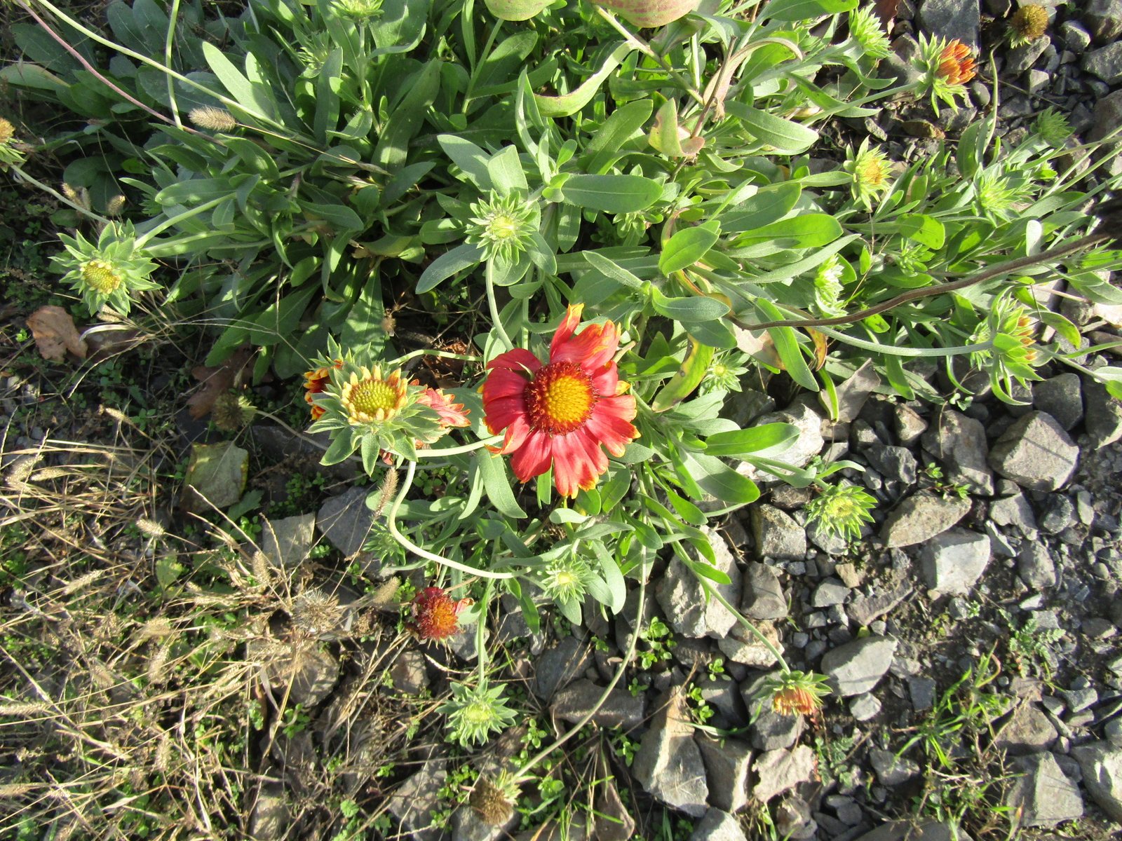 Arizona Sun blanket flower