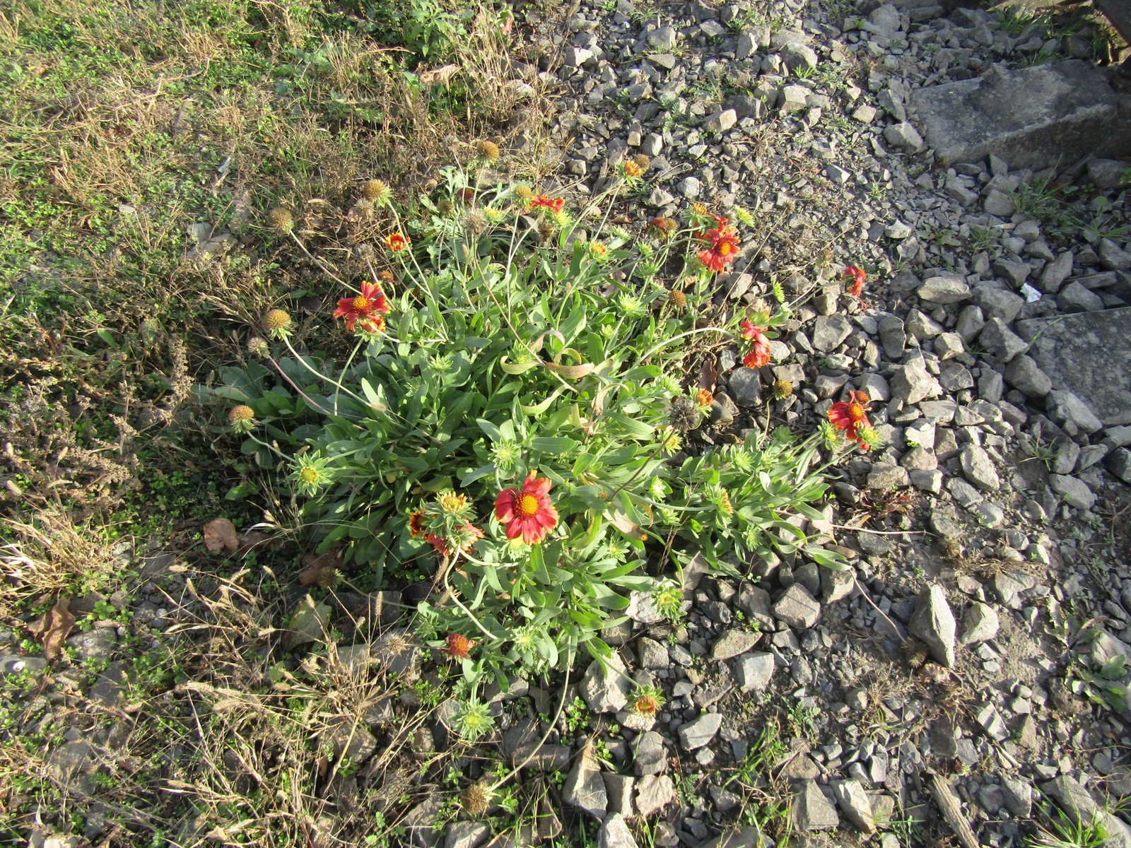 Arizona Sun blanket flower