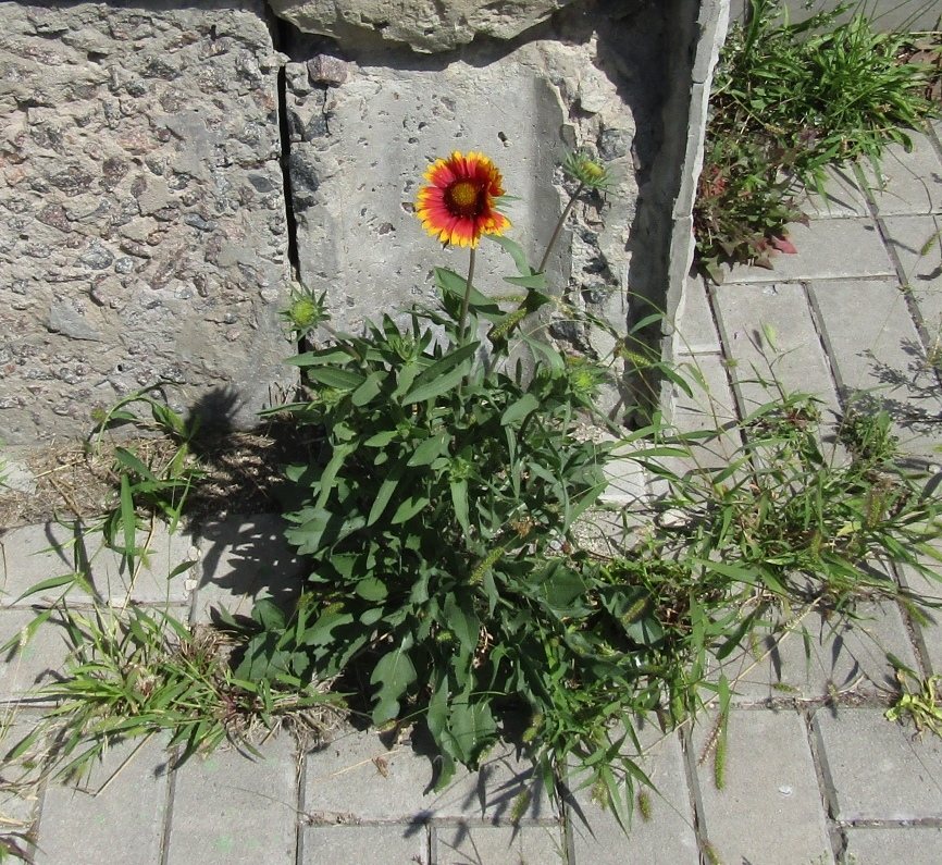 Arizona Sun blanket flower