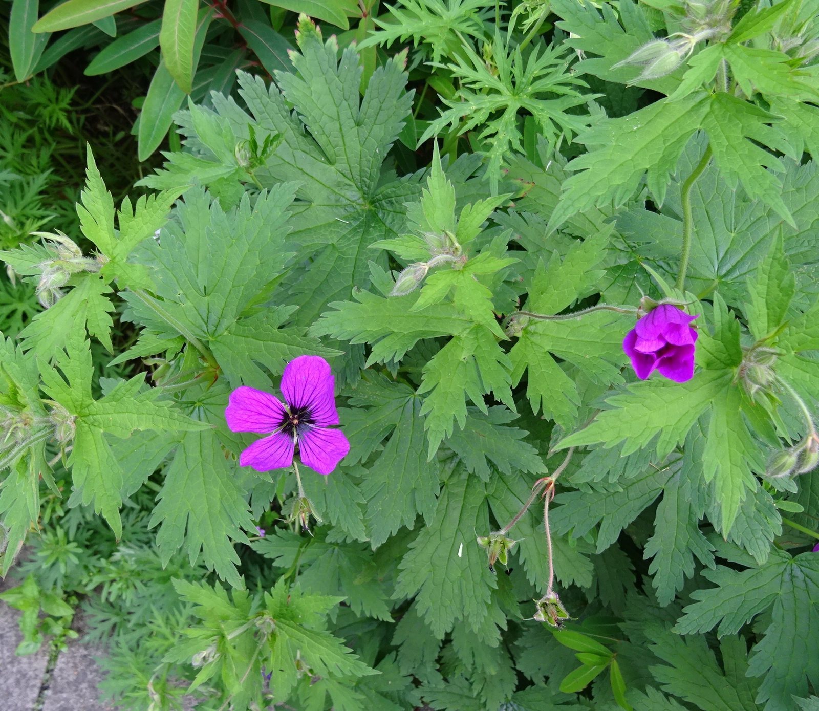 Armenian cranesbill