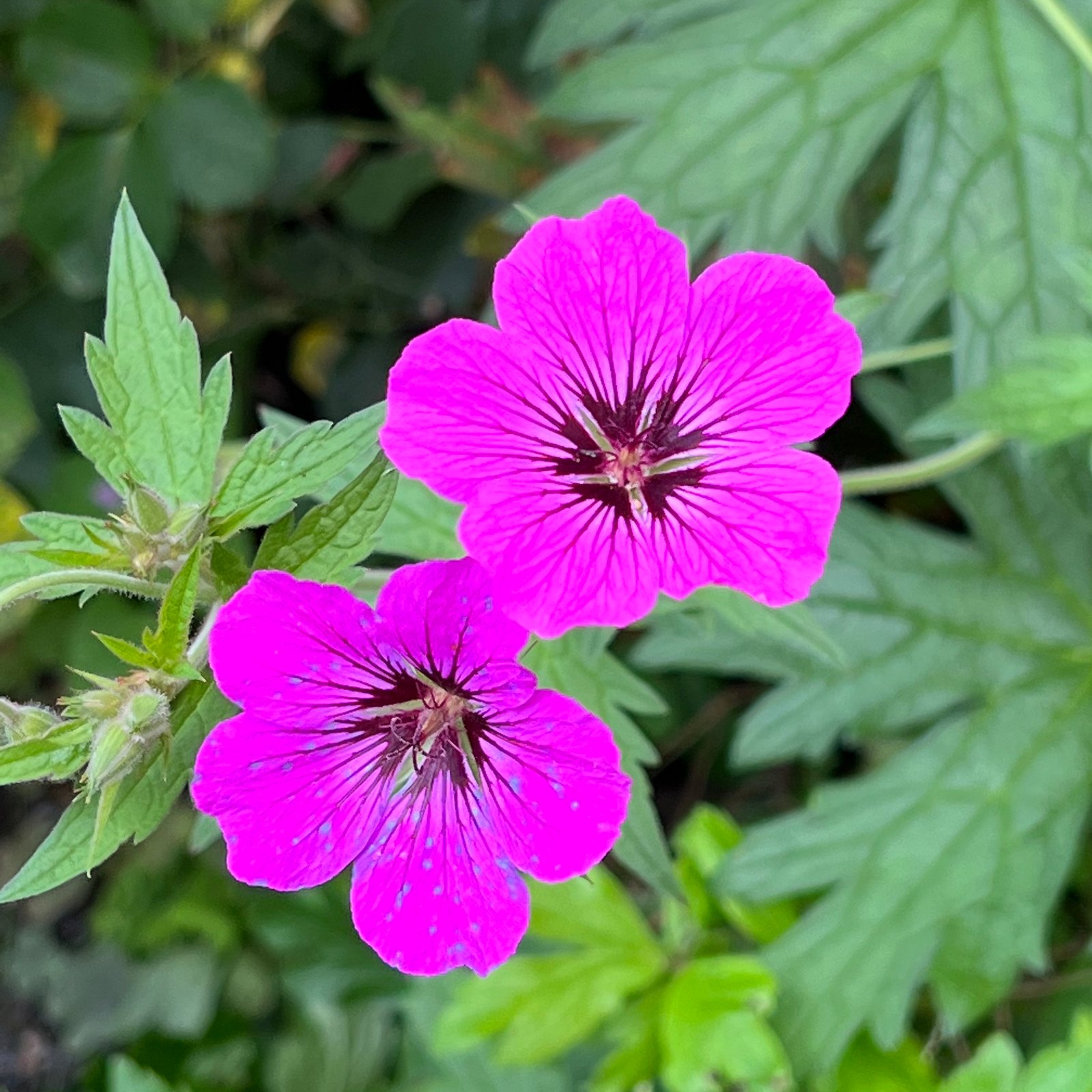 Armenian cranesbill