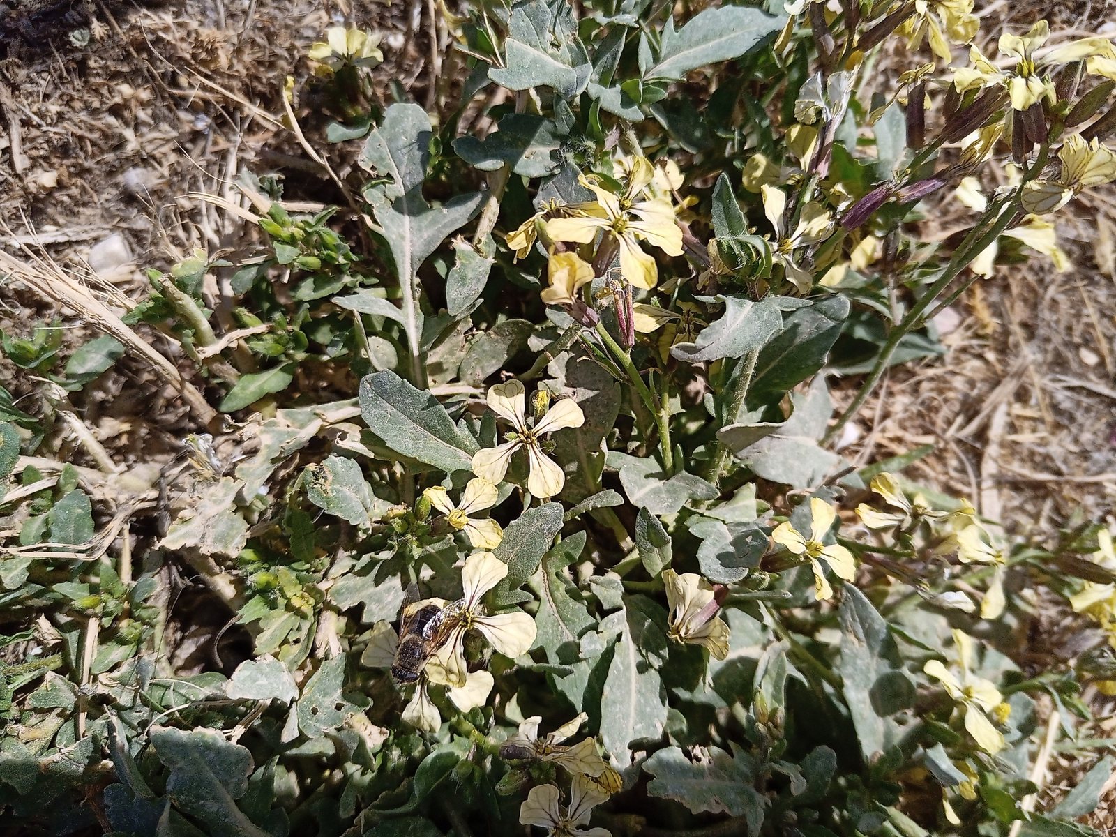 Arugula