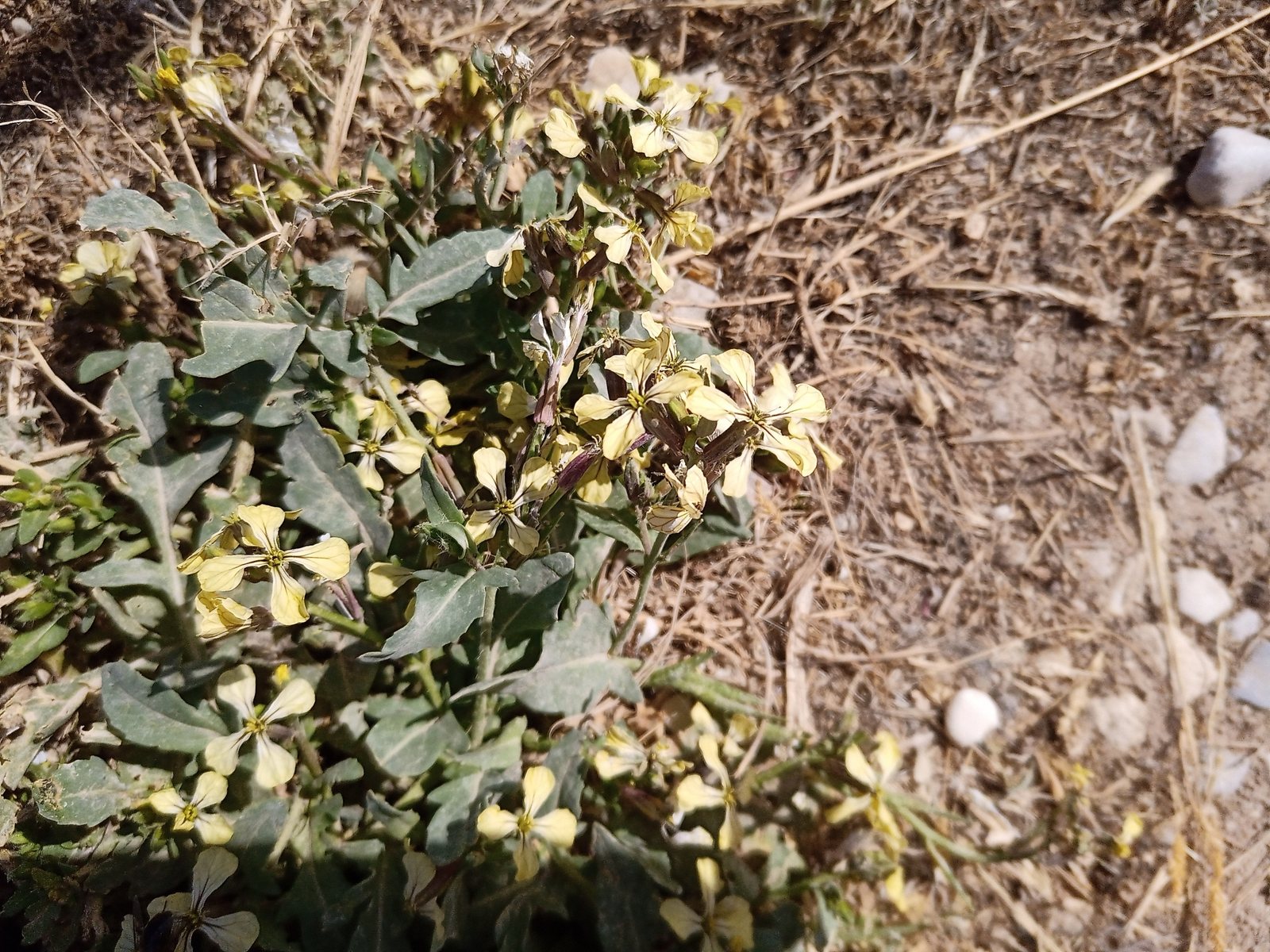 Arugula