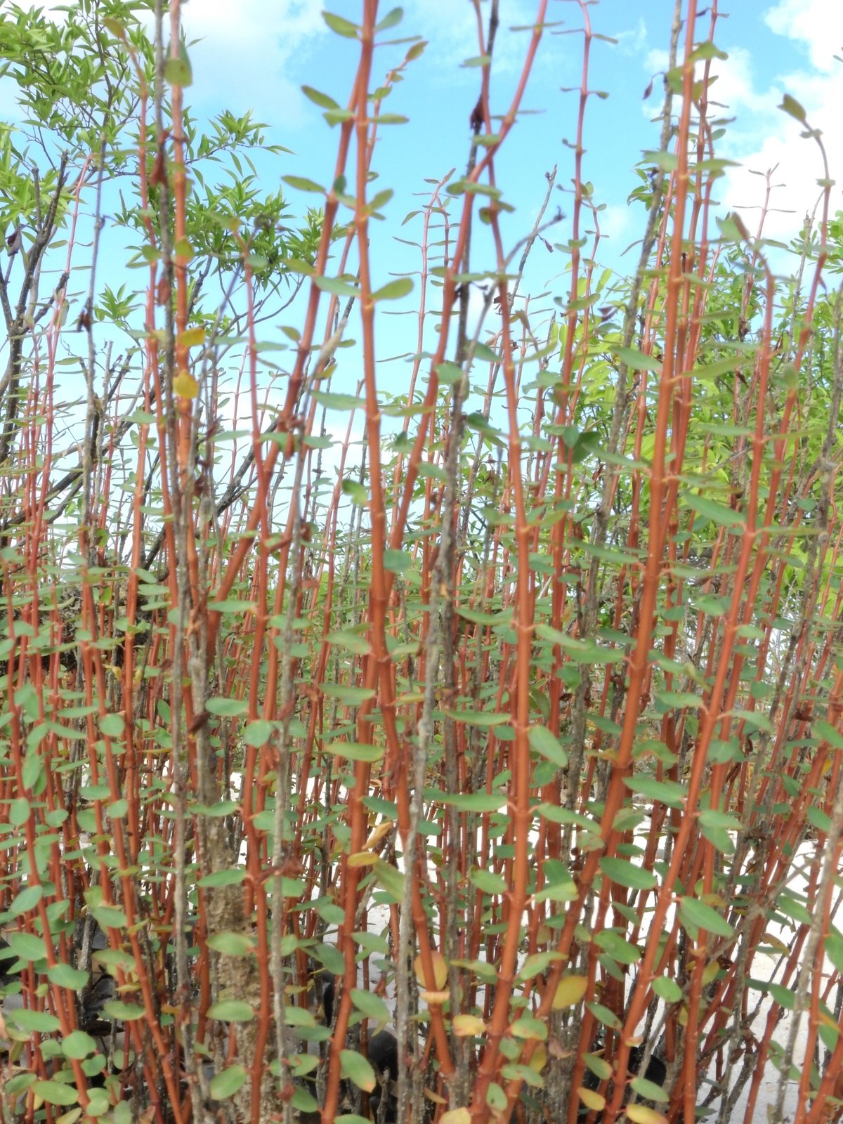 Ascot Rainbow spurge