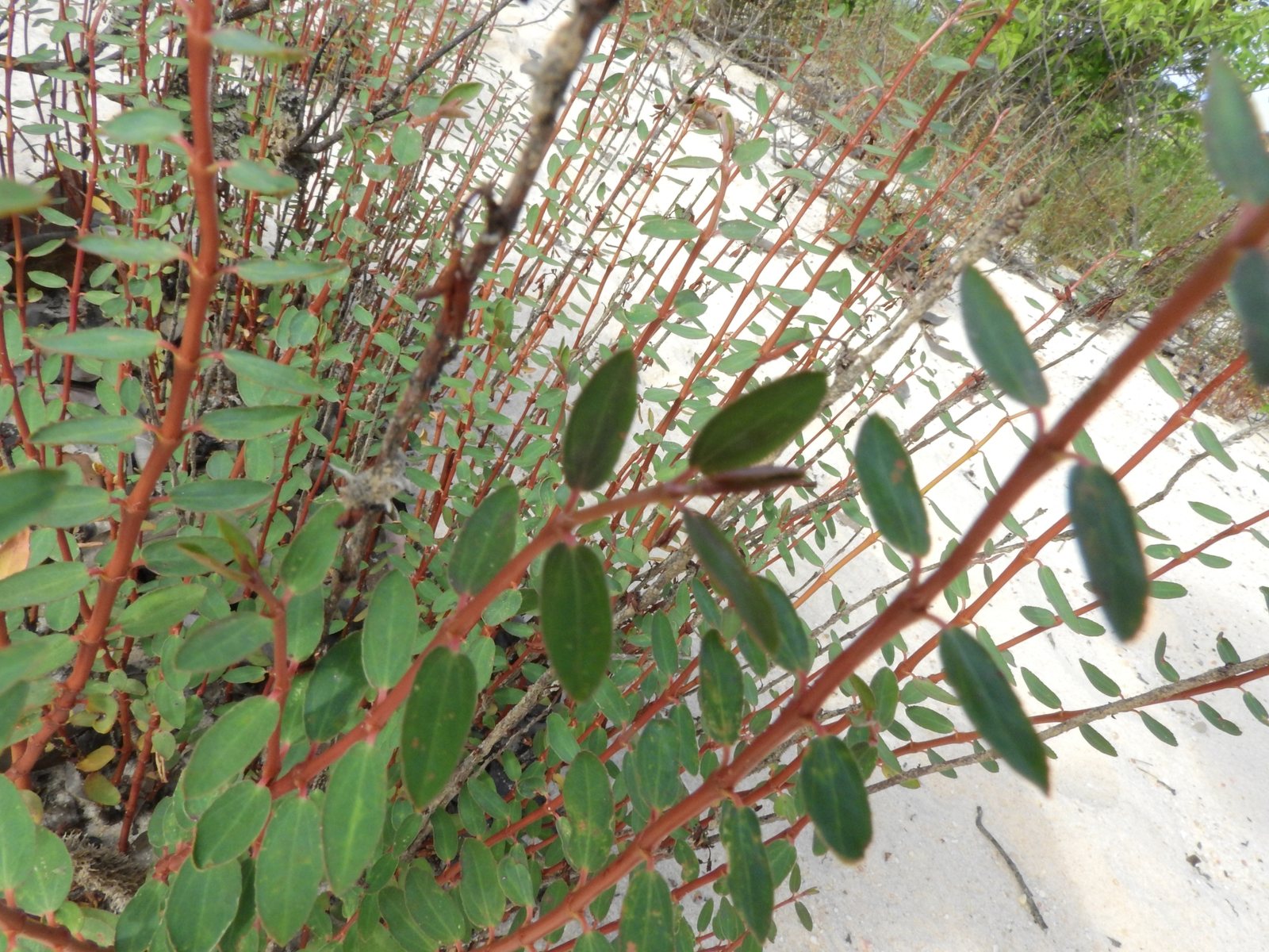 Ascot Rainbow spurge