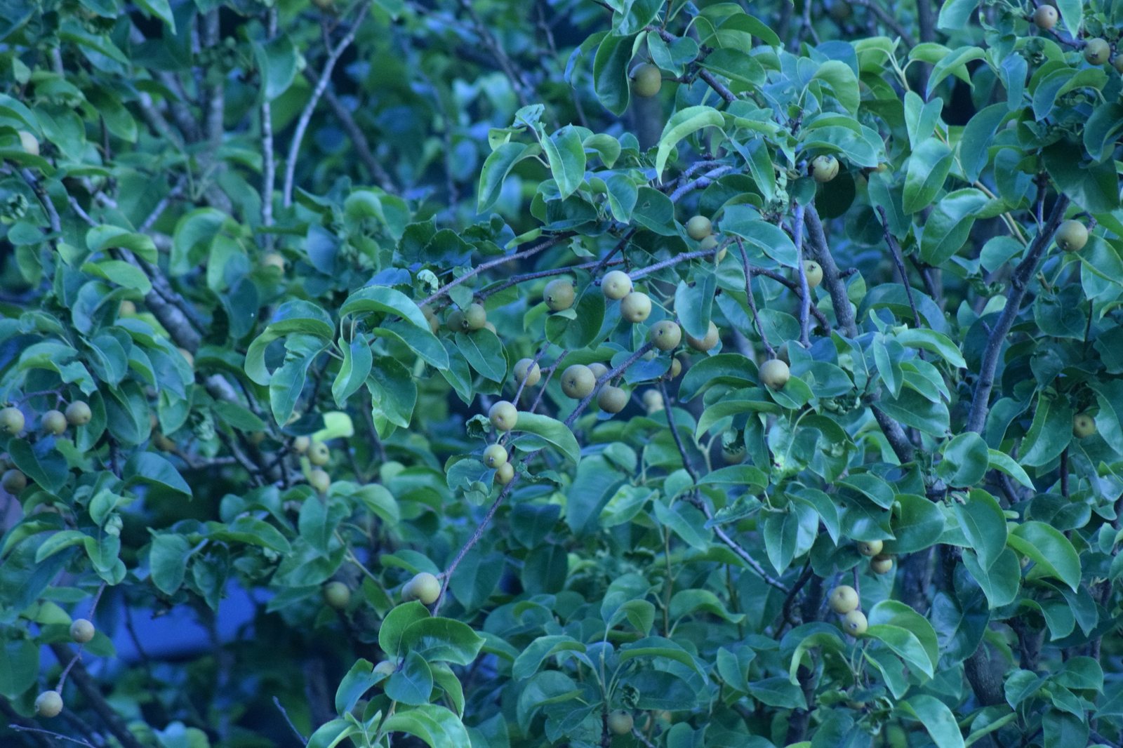 Asian pear