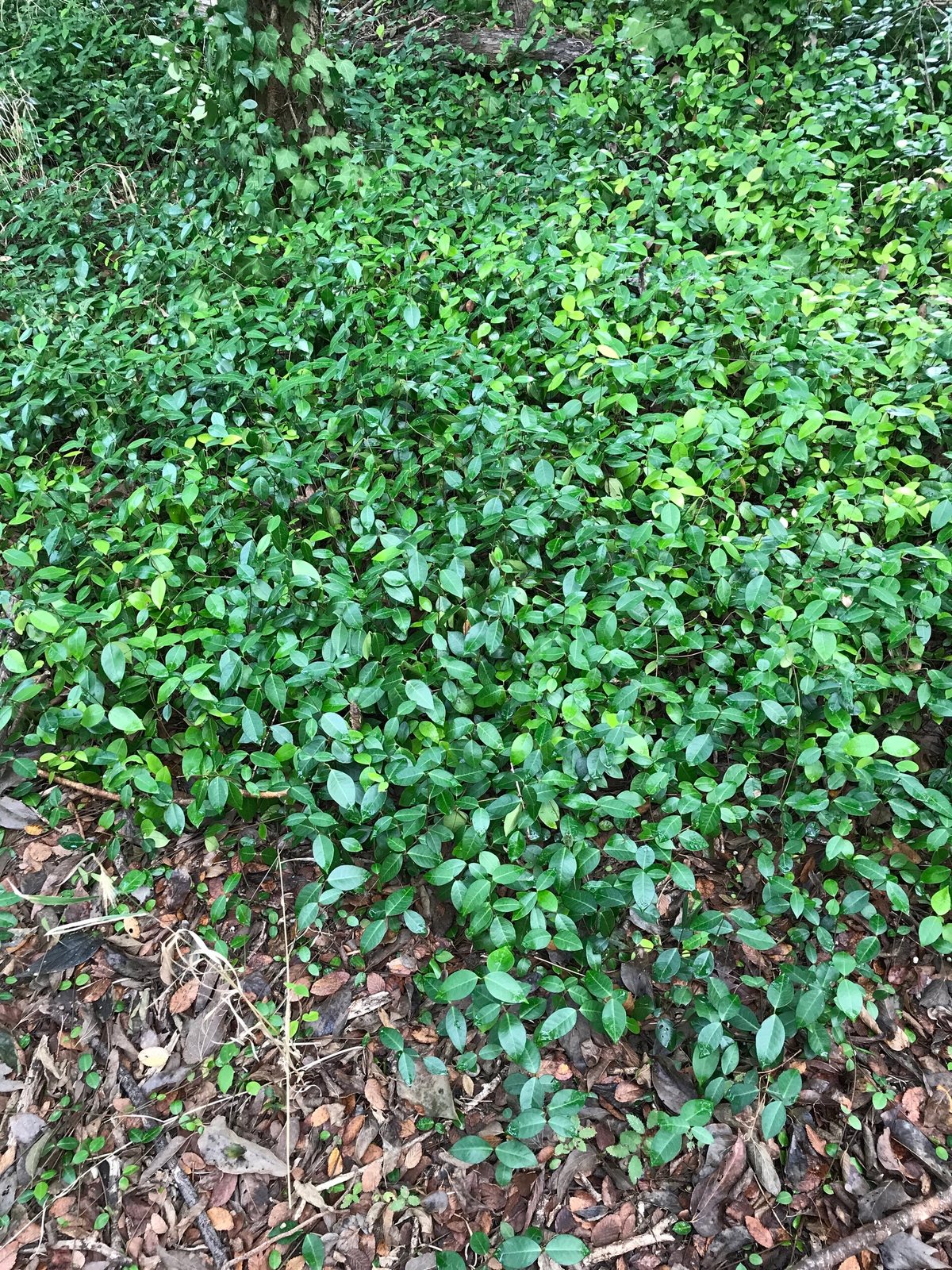 Asiatic jasmine