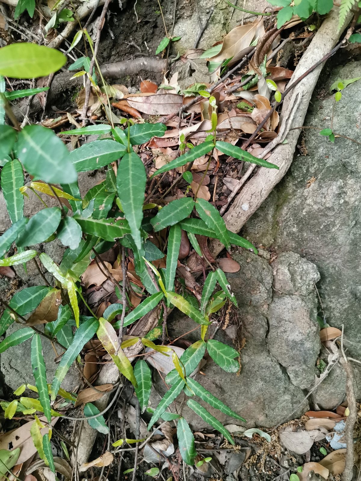 Asiatic jasmine