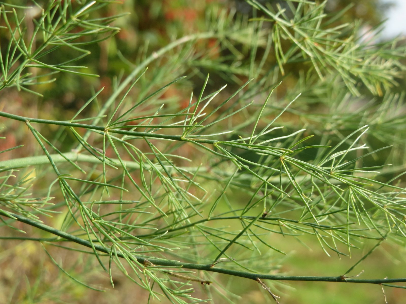 Asparagus 'Mary Washington'