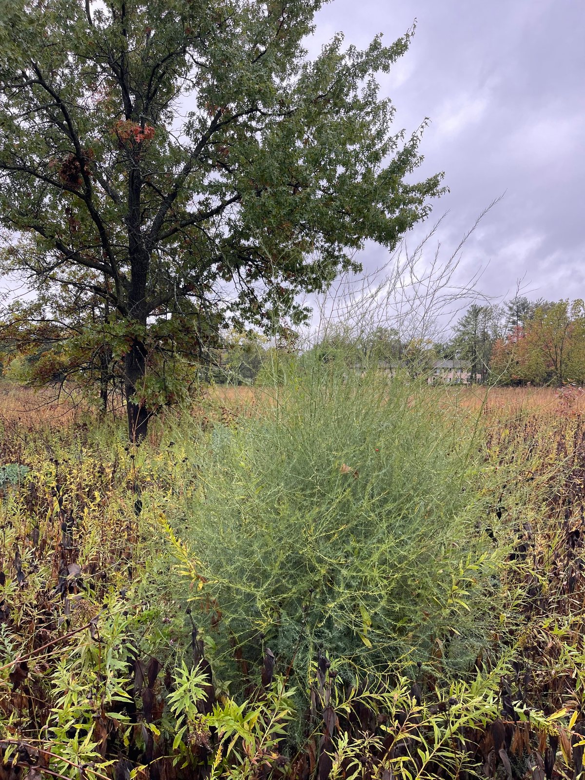 Asparagus 'Mary Washington'