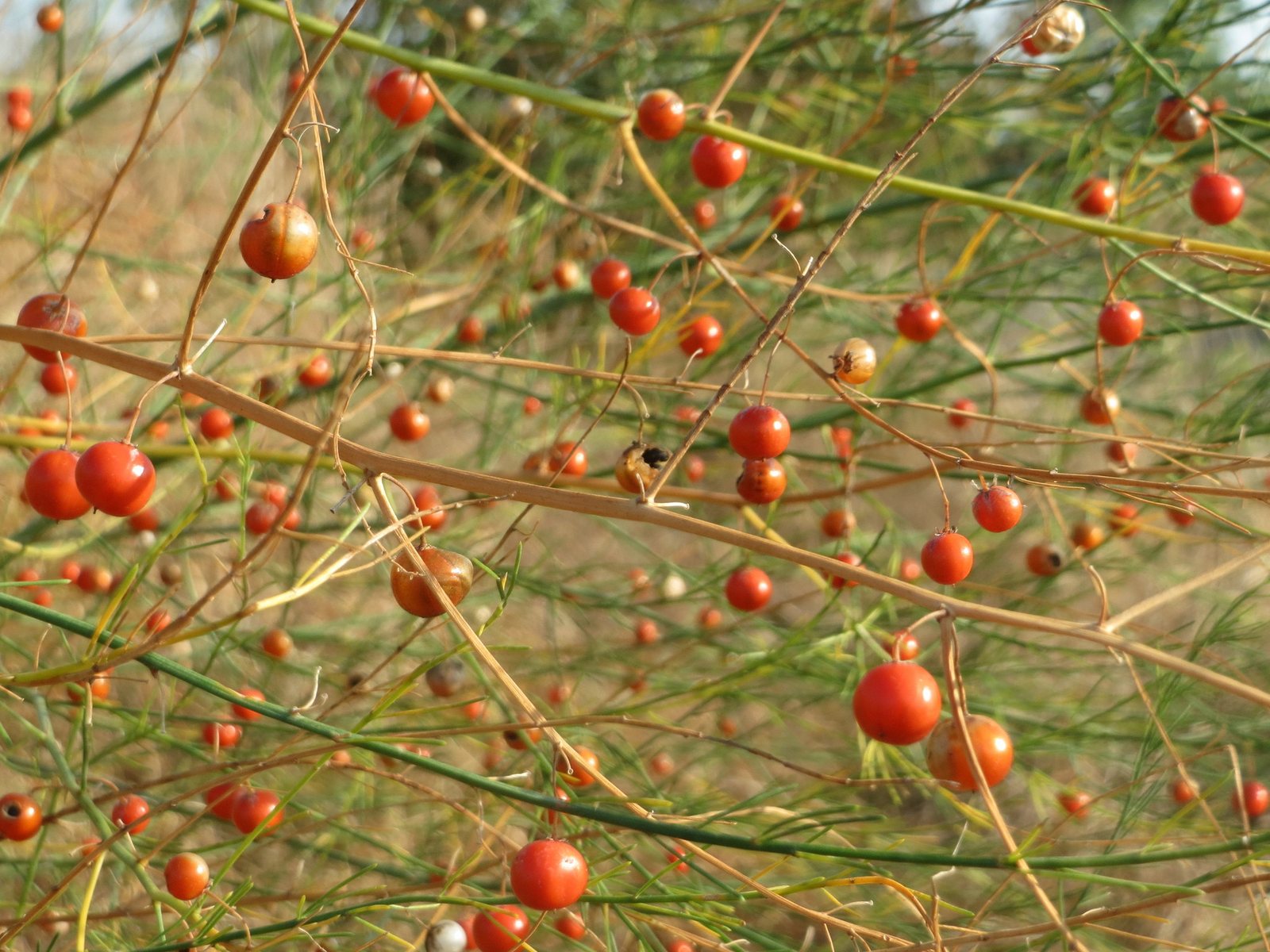 Asparagus 'Mary Washington'